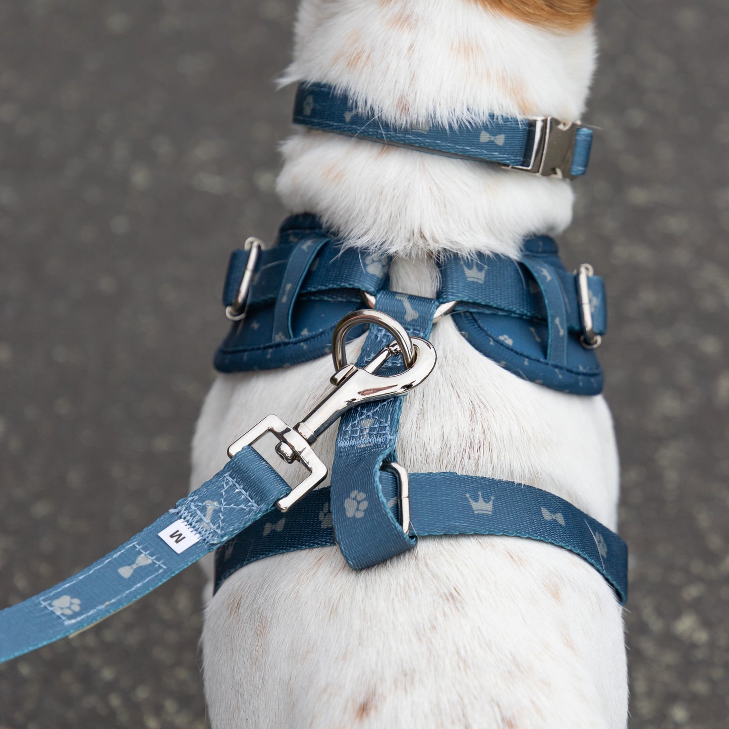 Classic Harness - Toby Print