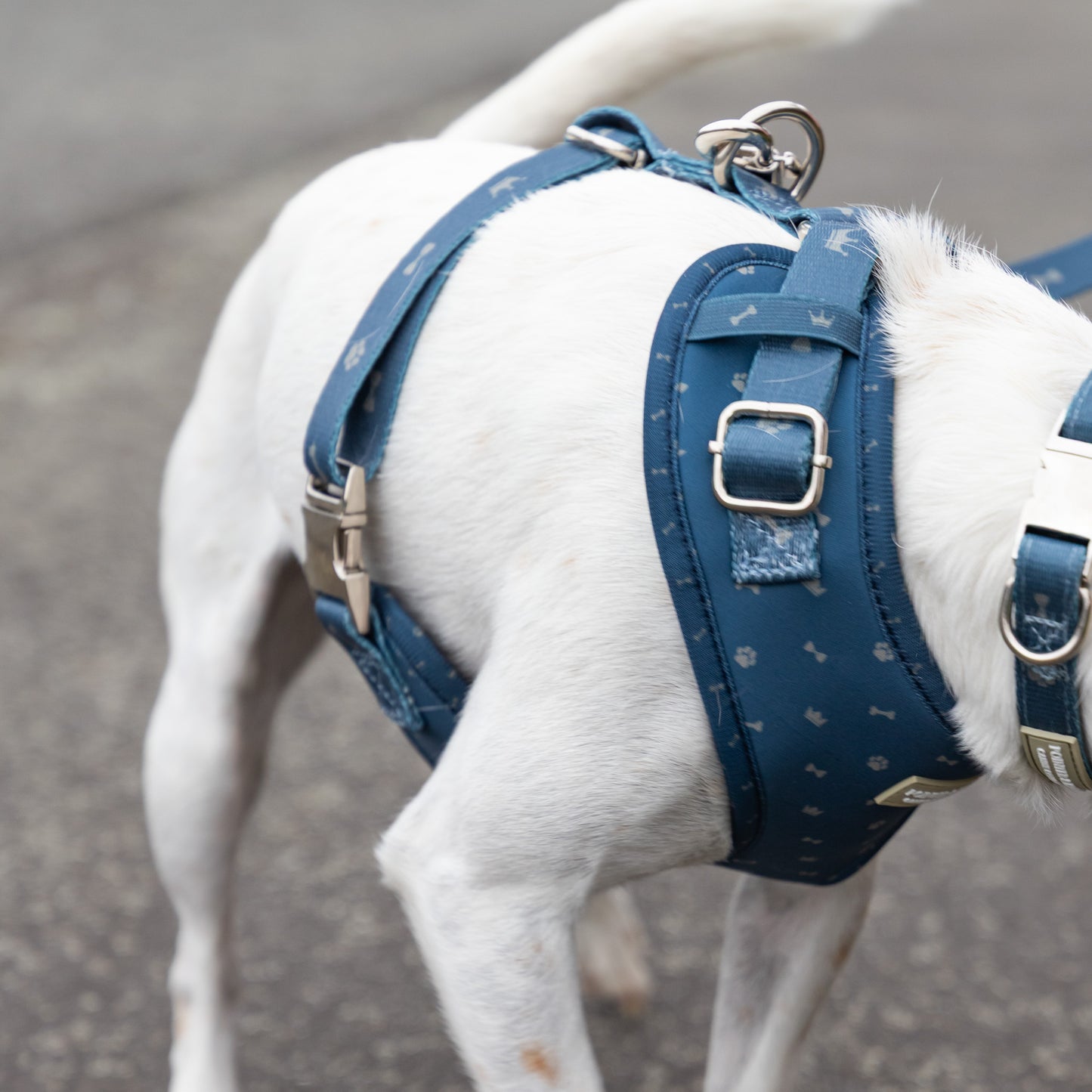 Classic Harness - Toby Print