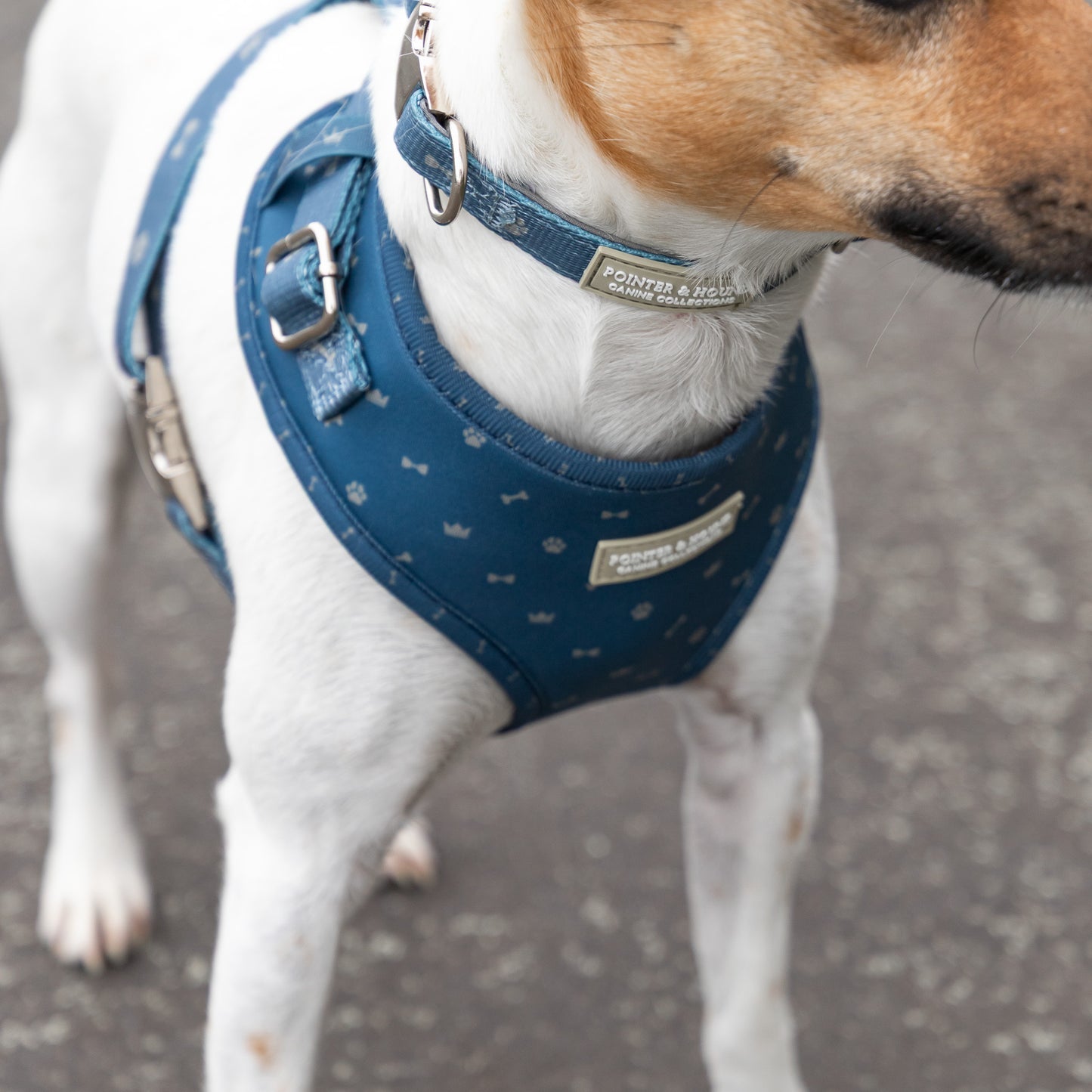 Classic Harness - Toby Print