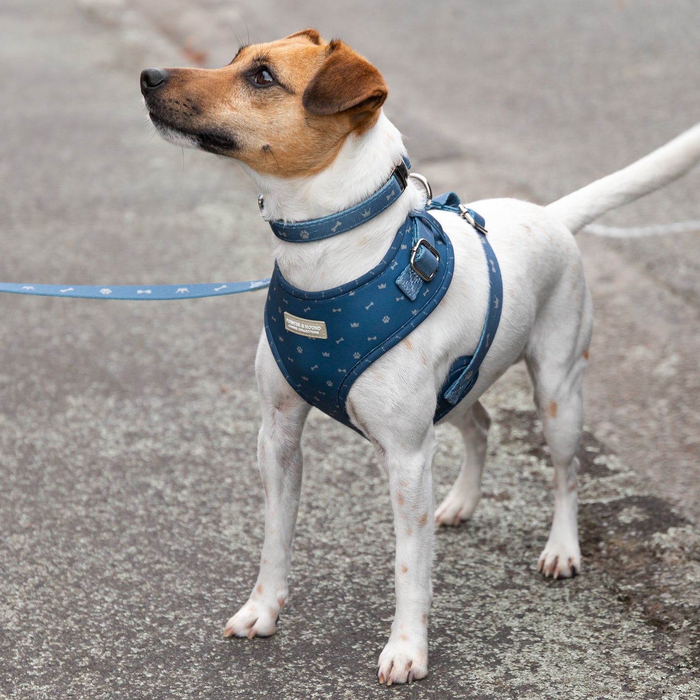 Classic Harness - Toby Print