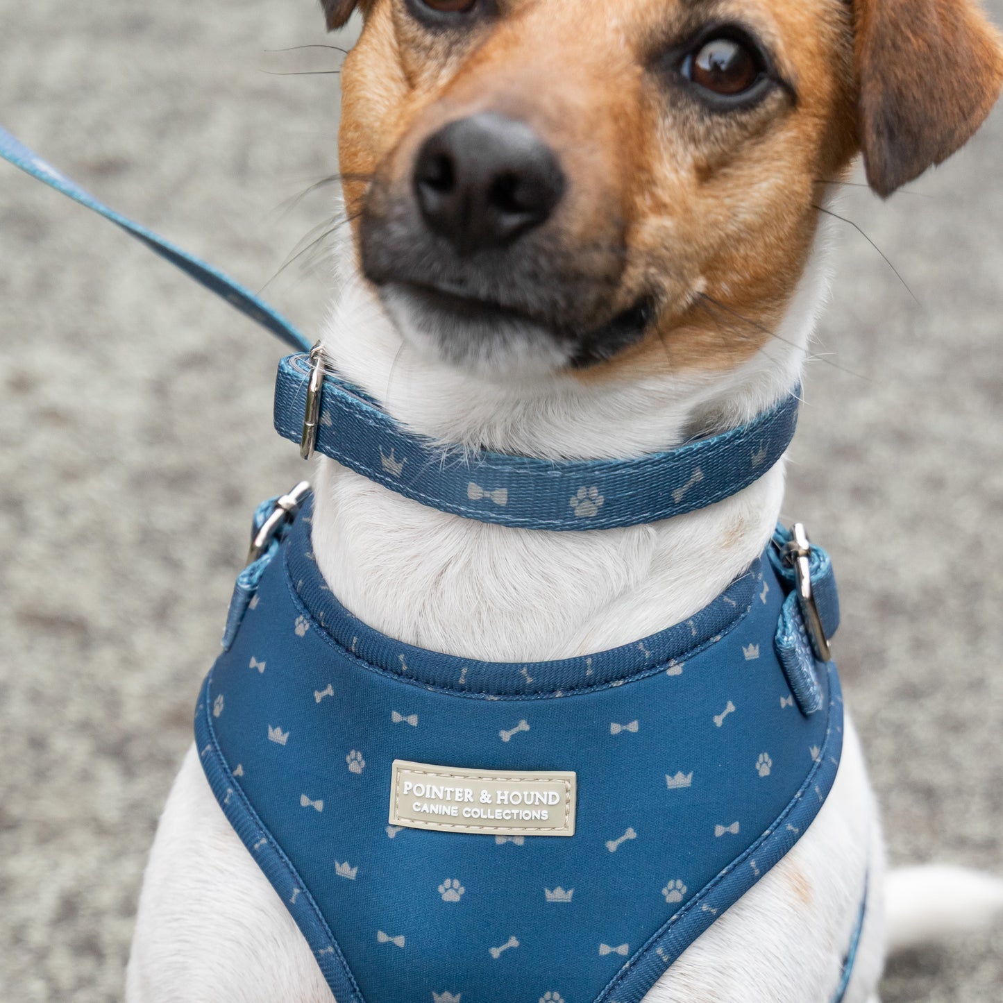Fabric Collar - Toby Print