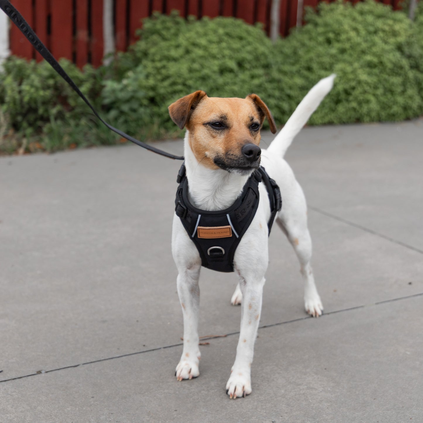 Signature Harness - Black
