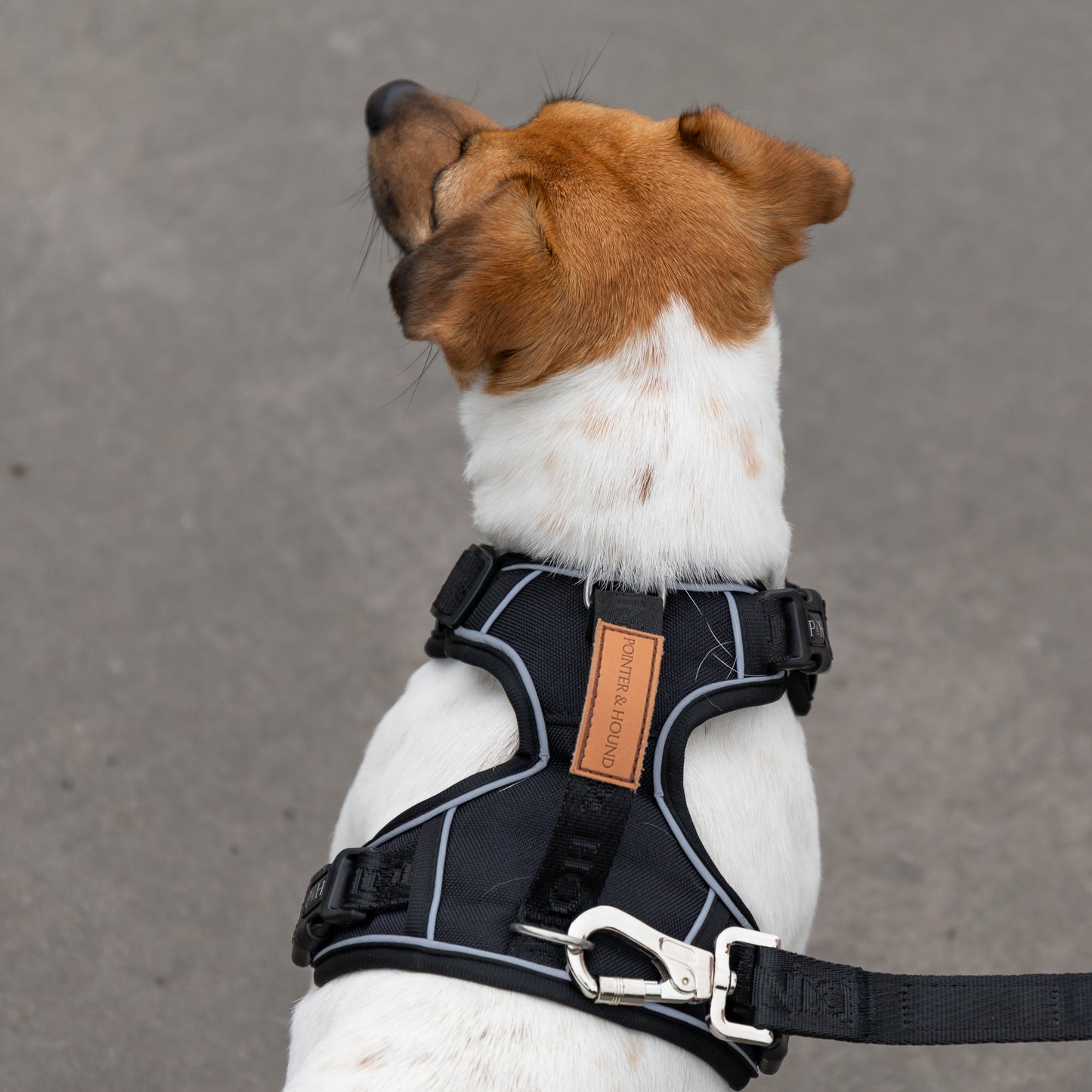 Signature Harness - Black