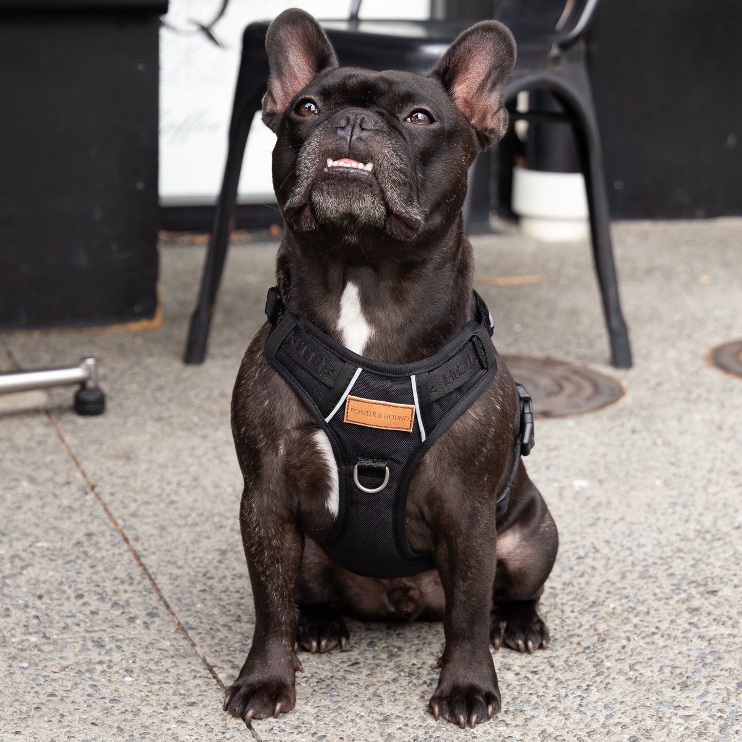 Signature Harness - Black