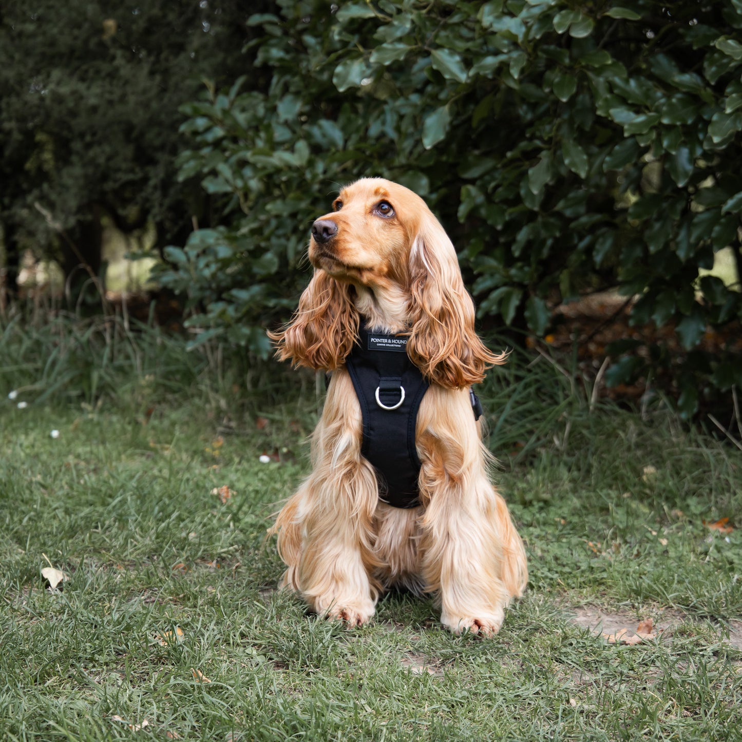 Tactical Harness - Black
