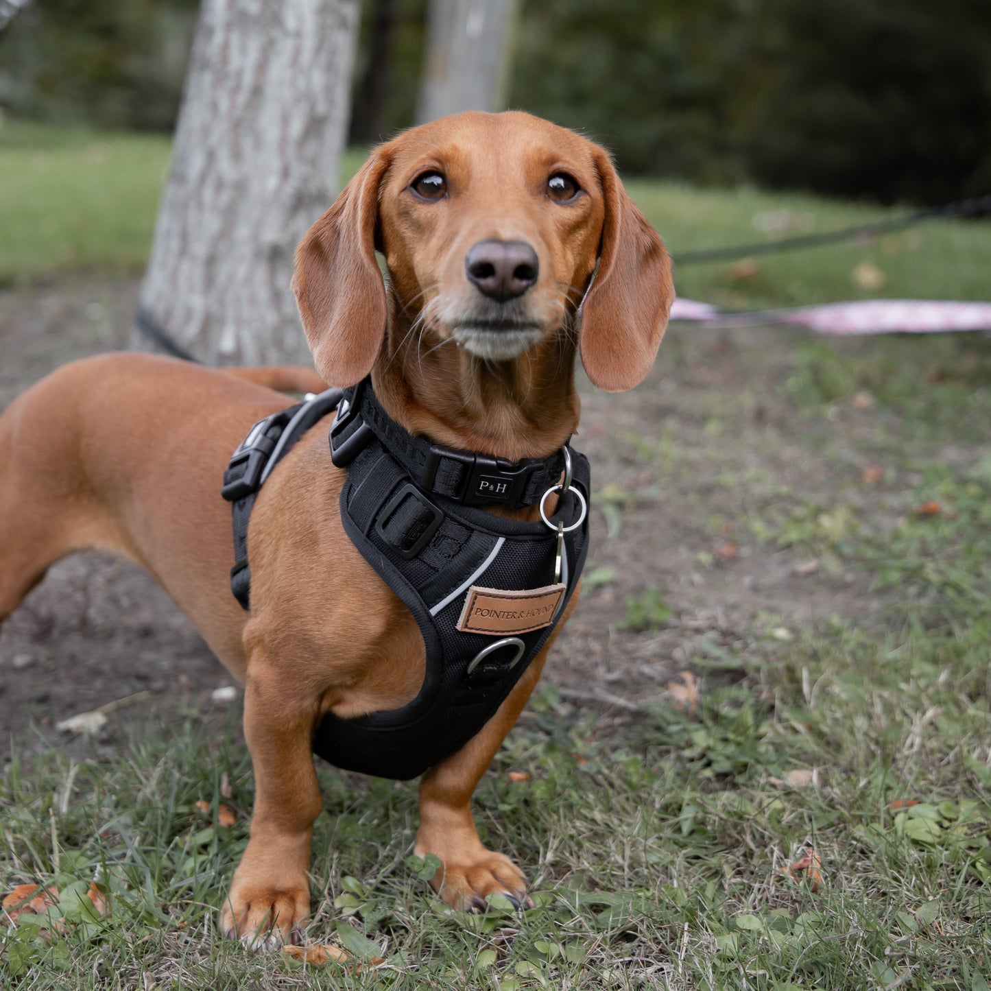 Signature Harness - Black