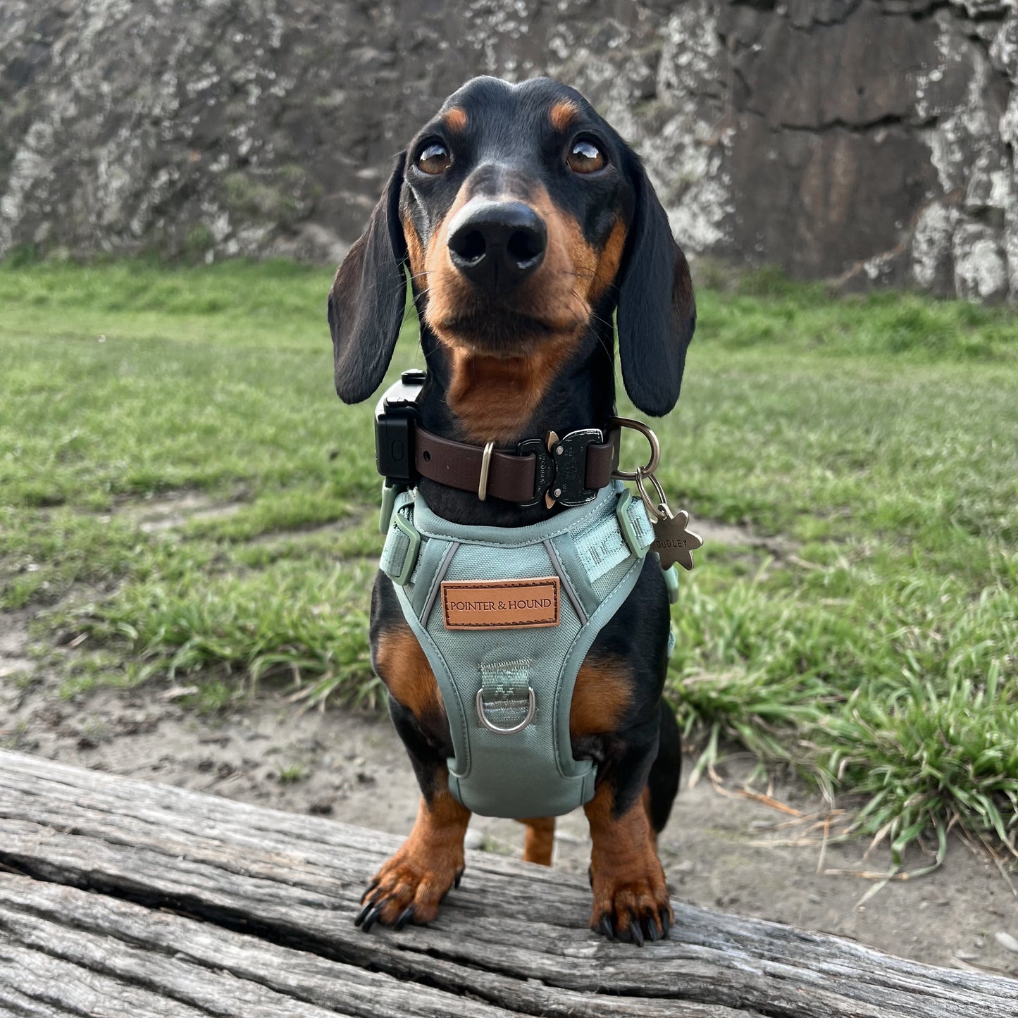 Signature Harness - Eucalyptus