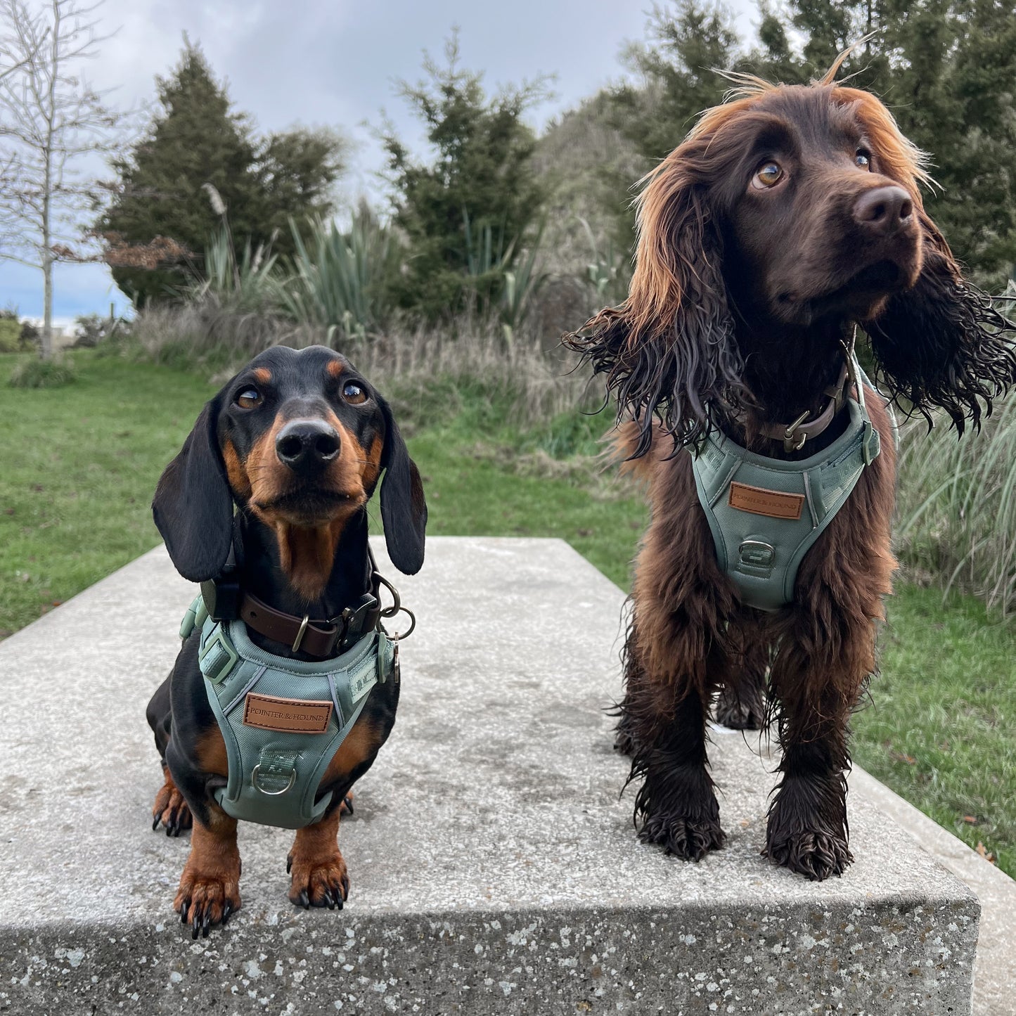 Signature Harness - Eucalyptus