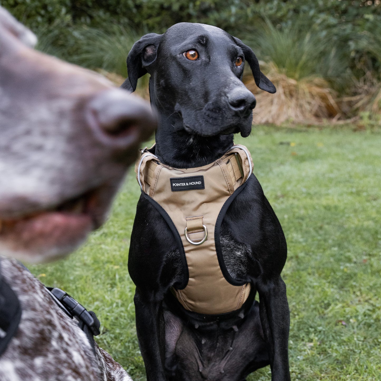 Tactical Harness 2.0 - Tan