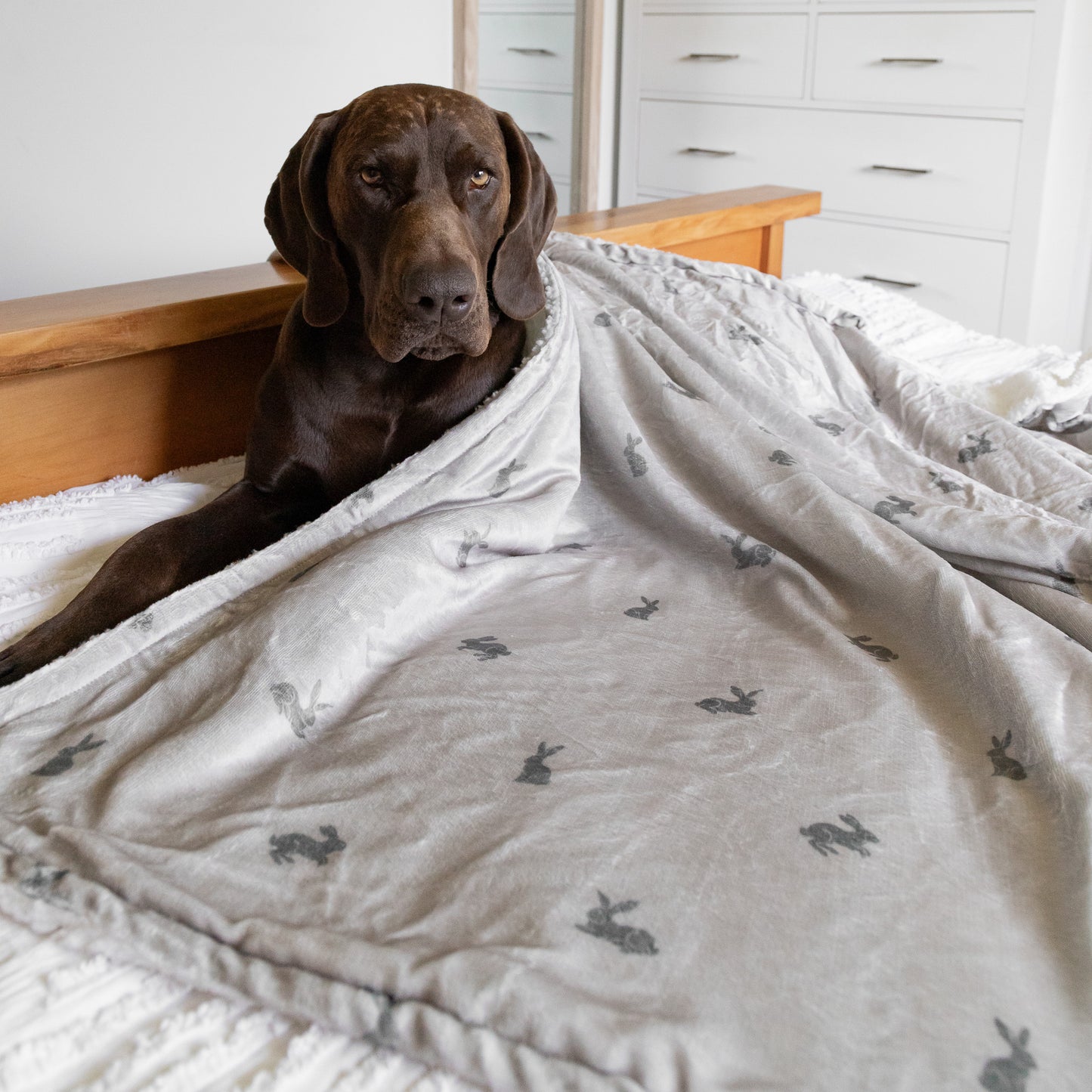 Luxury Blanket - Bunny Print