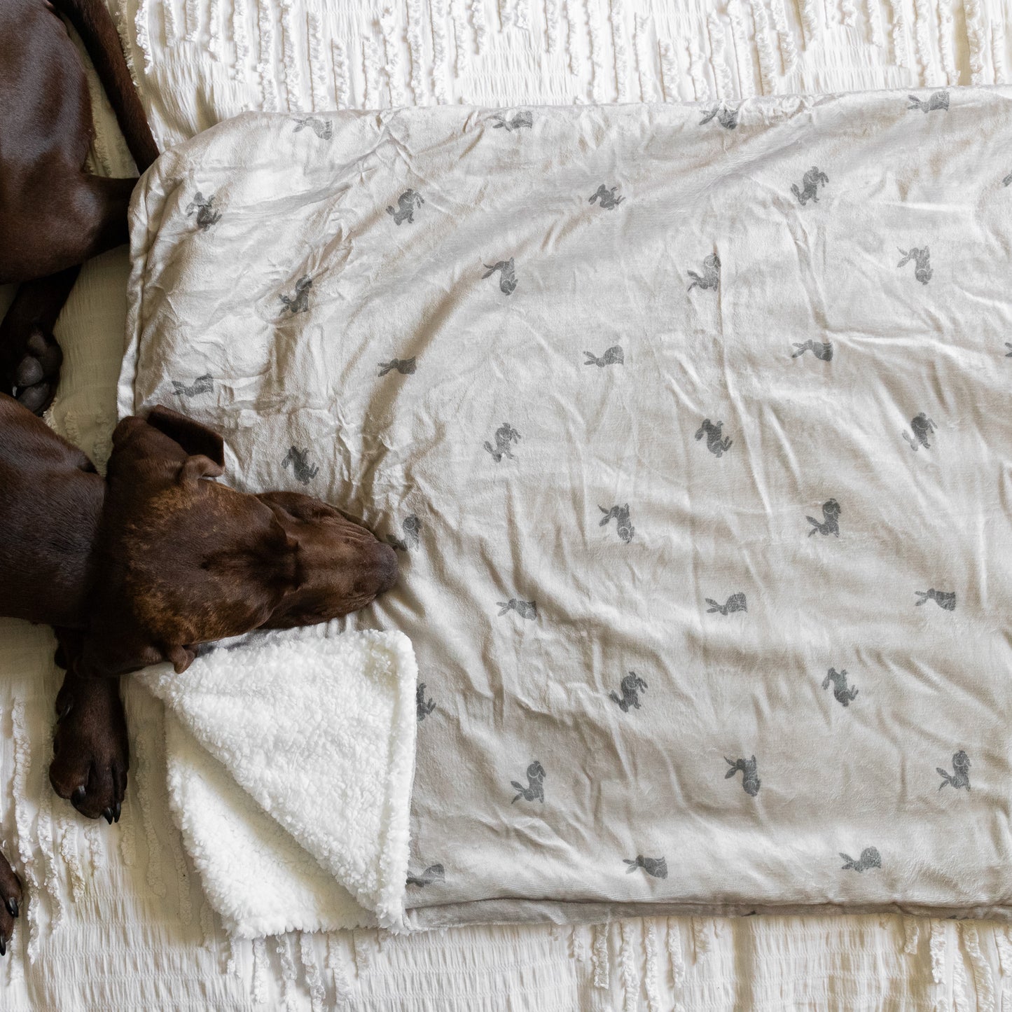 Luxury Blanket - Bunny Print
