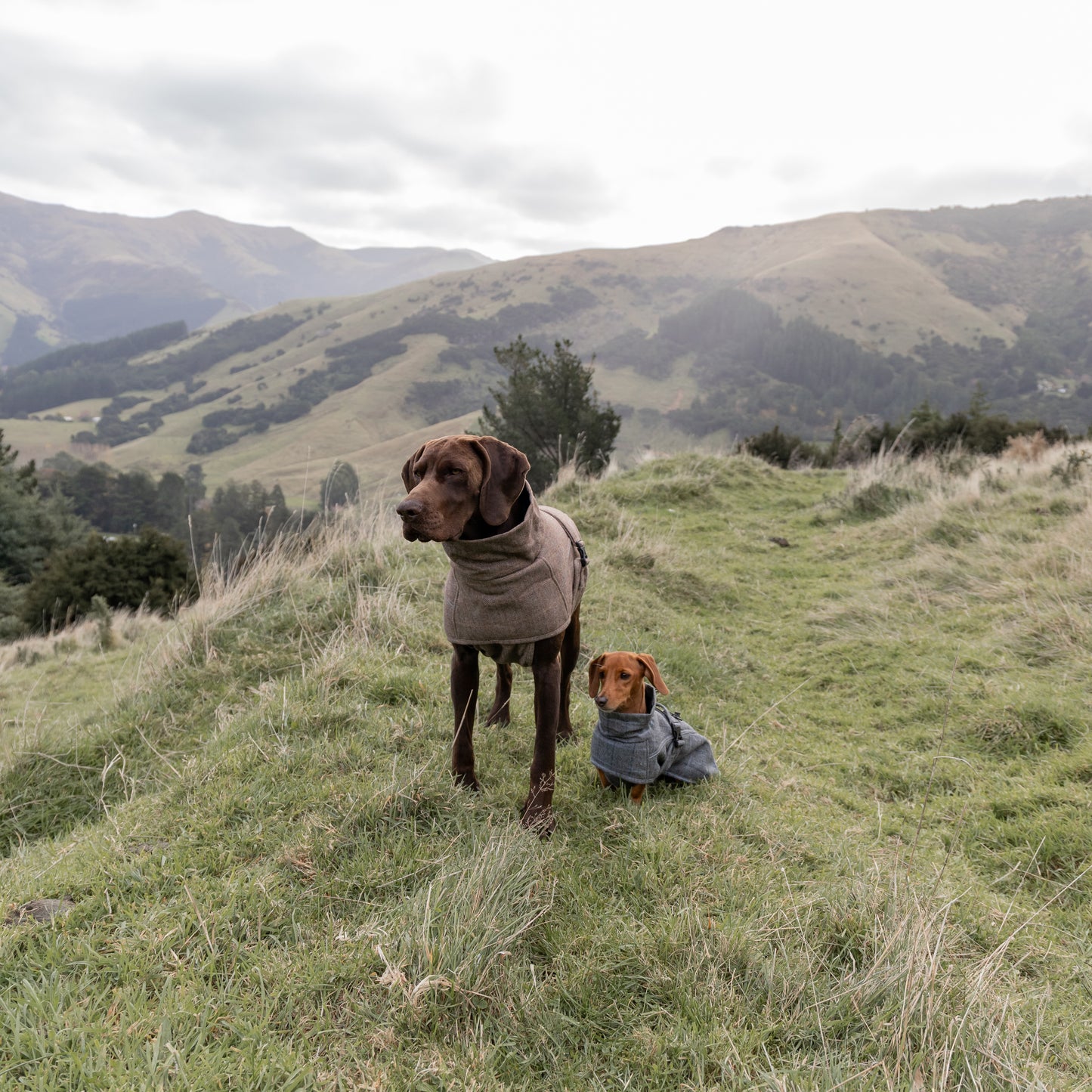 Highland Coat