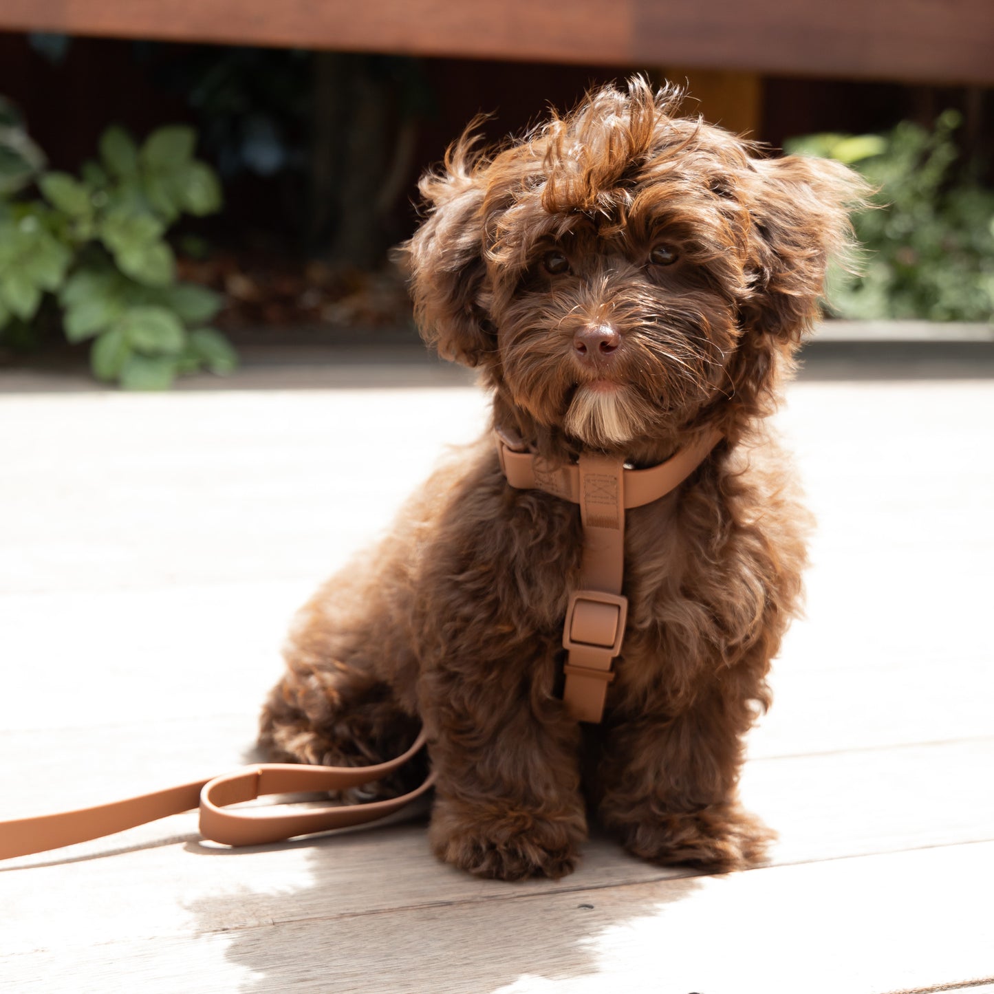 Waterproof H Strap Harness - Brown