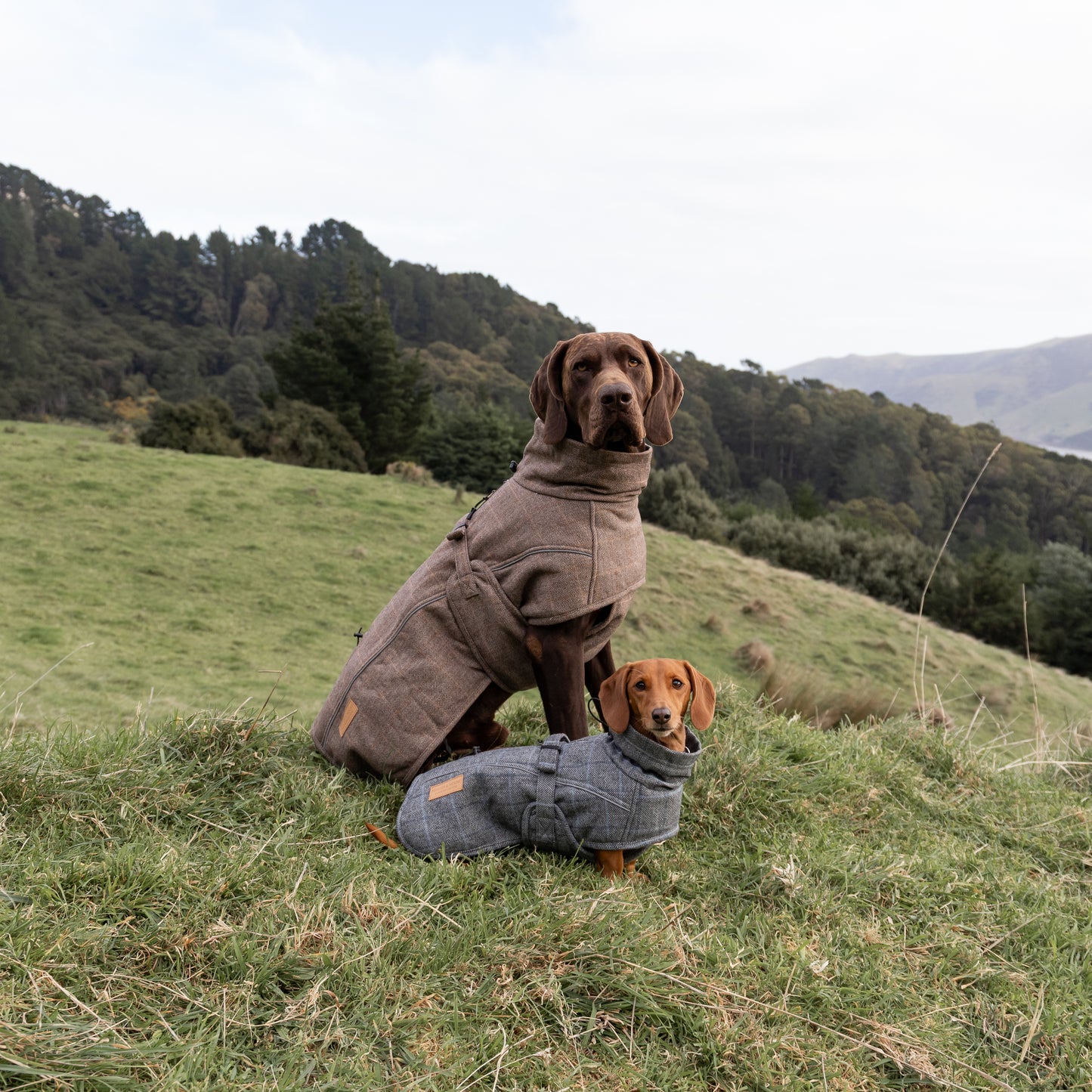 Highland Coat