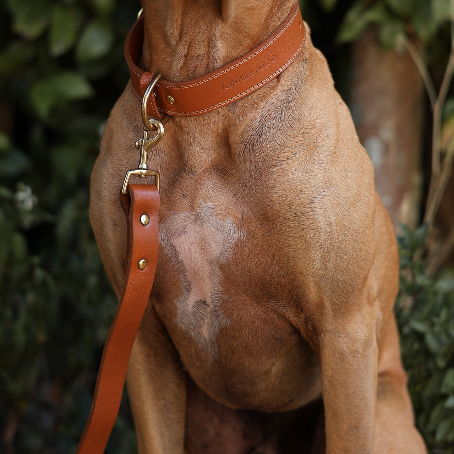 Luxe Leather Collar - Tan