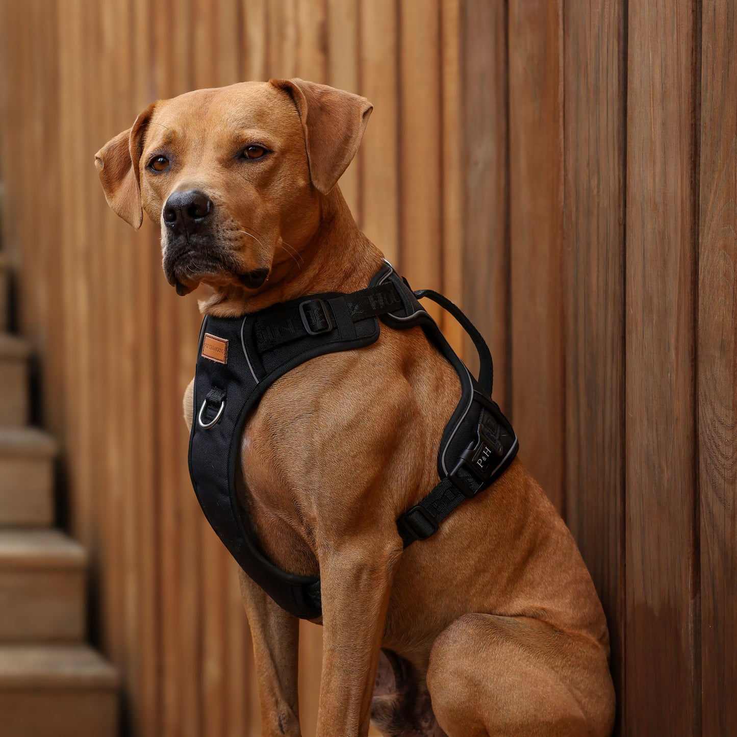 Signature Harness - Black