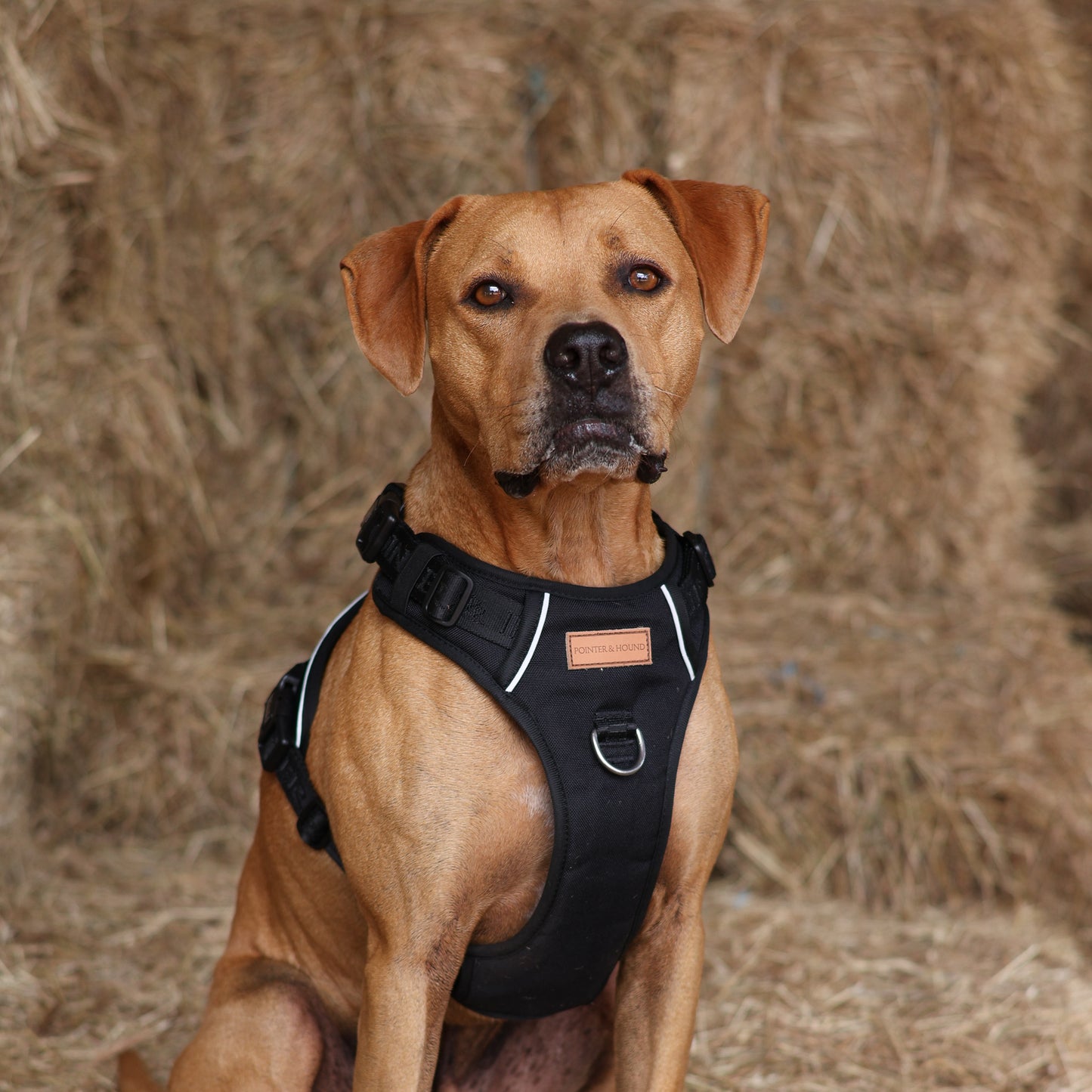 Signature Harness - Black