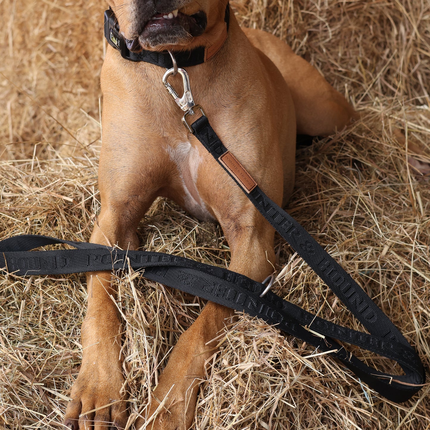 Signature Leash - Black