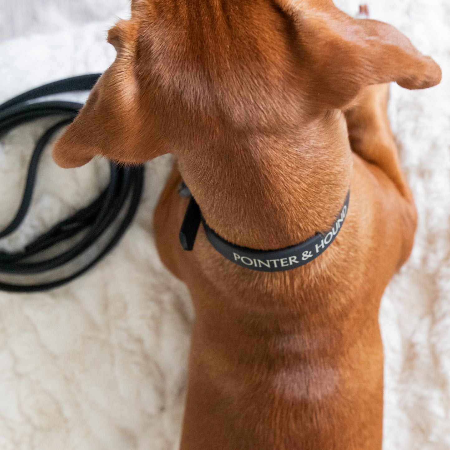 PVC Collar - Black