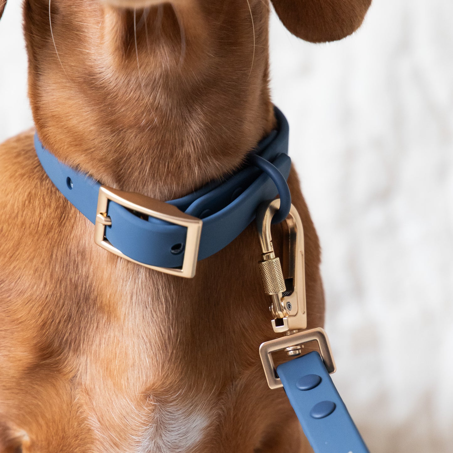 PVC Collar - Blue