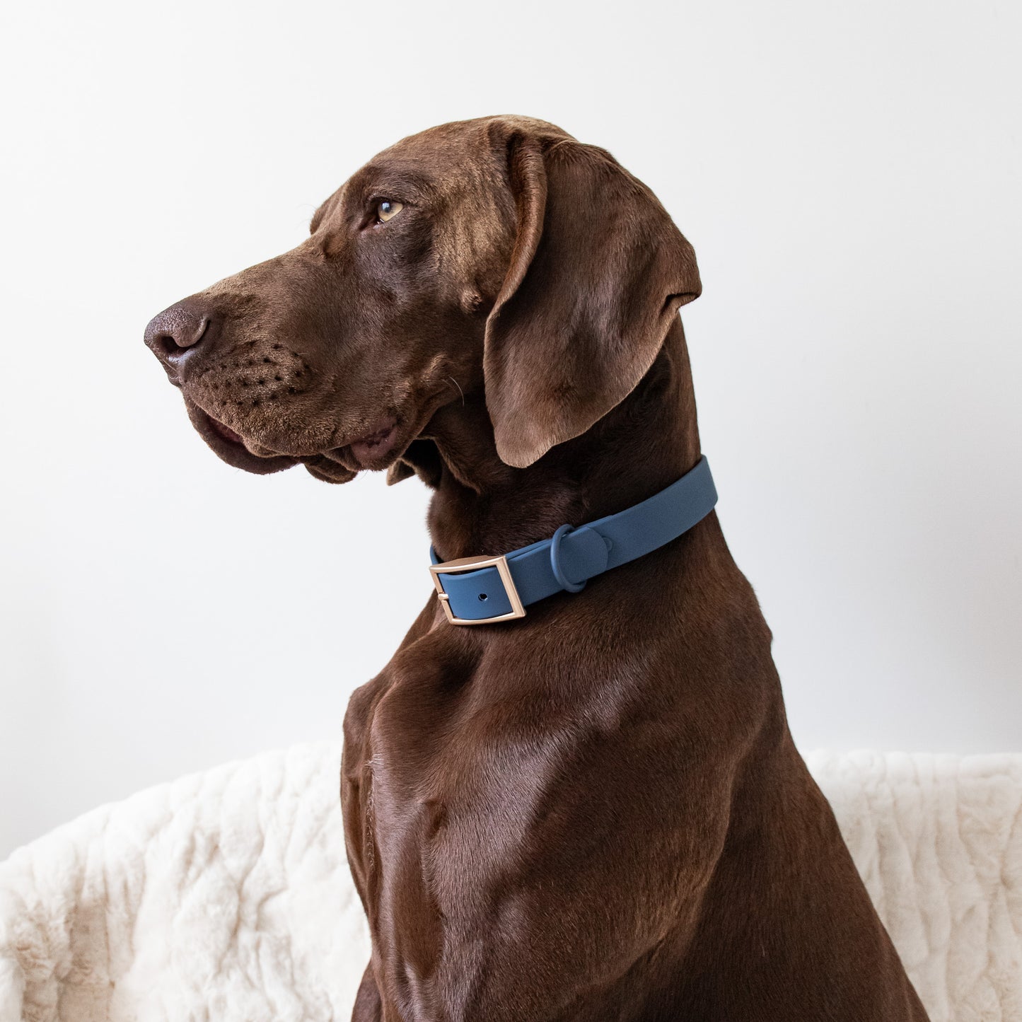 PVC Collar - Blue