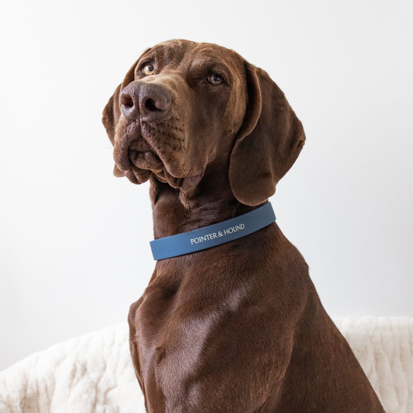 PVC Collar - Blue