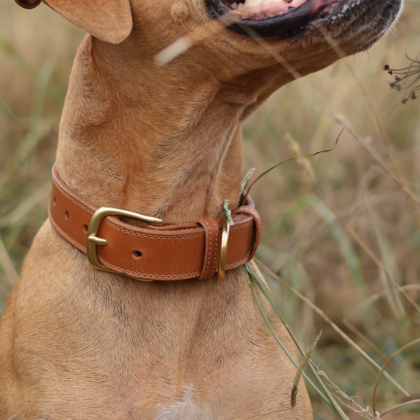 Luxe Leather Collar - Tan