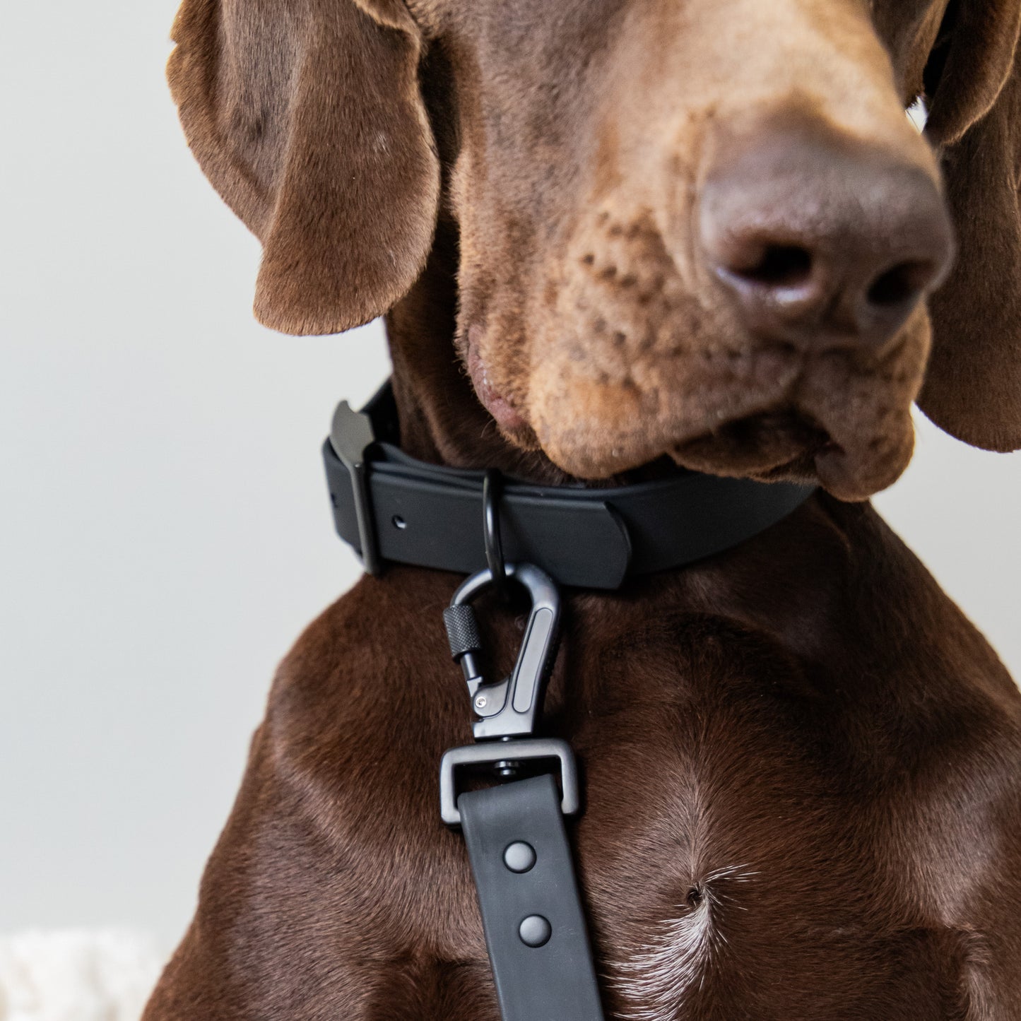 PVC Collar - Black