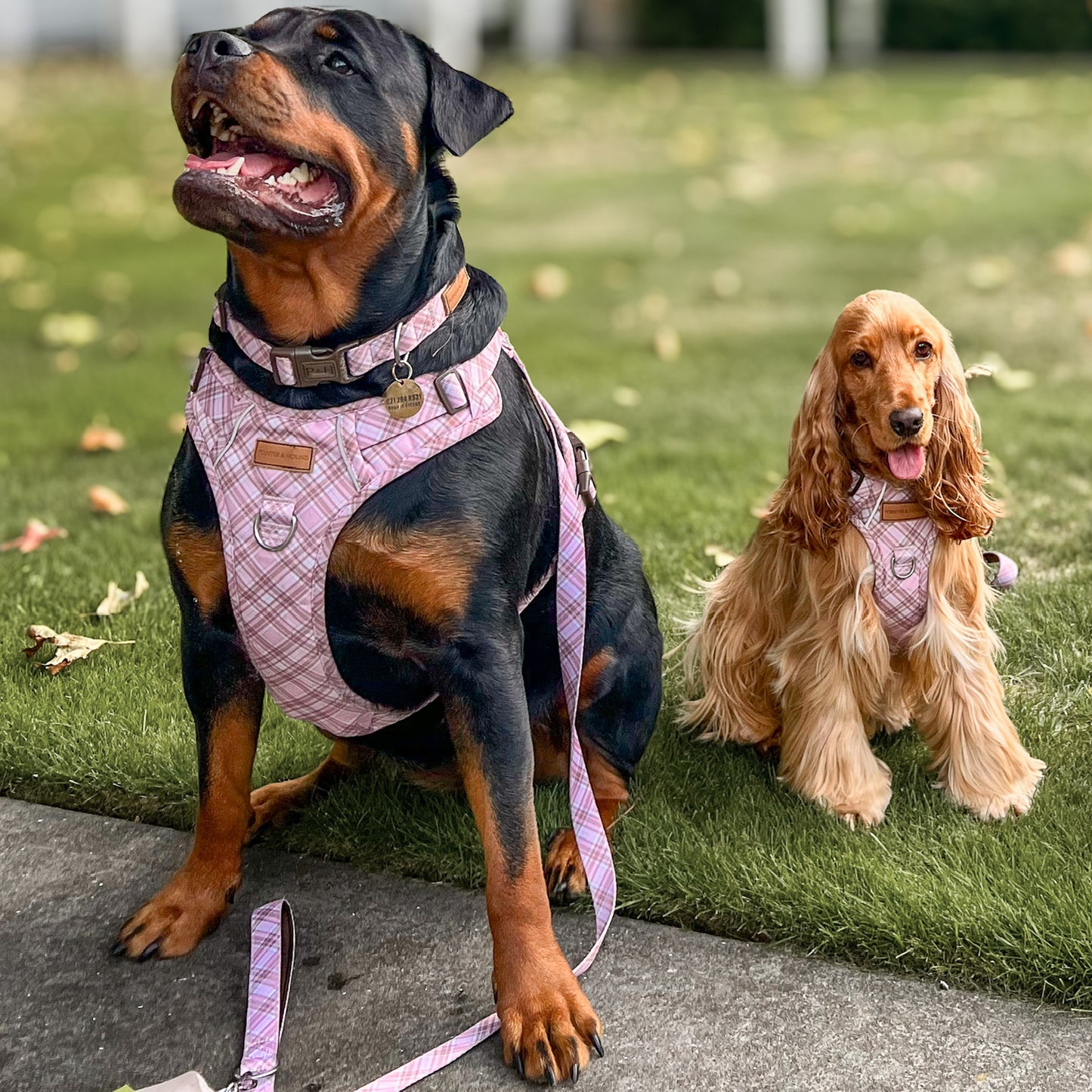 Signature Harness - Pink Tartan