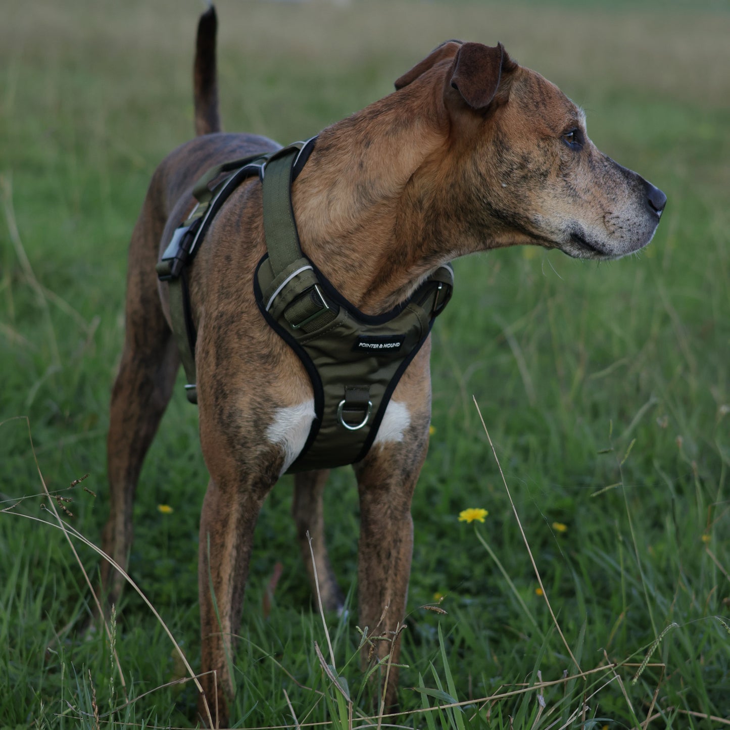 Tactical Harness 2.0 - Army Green