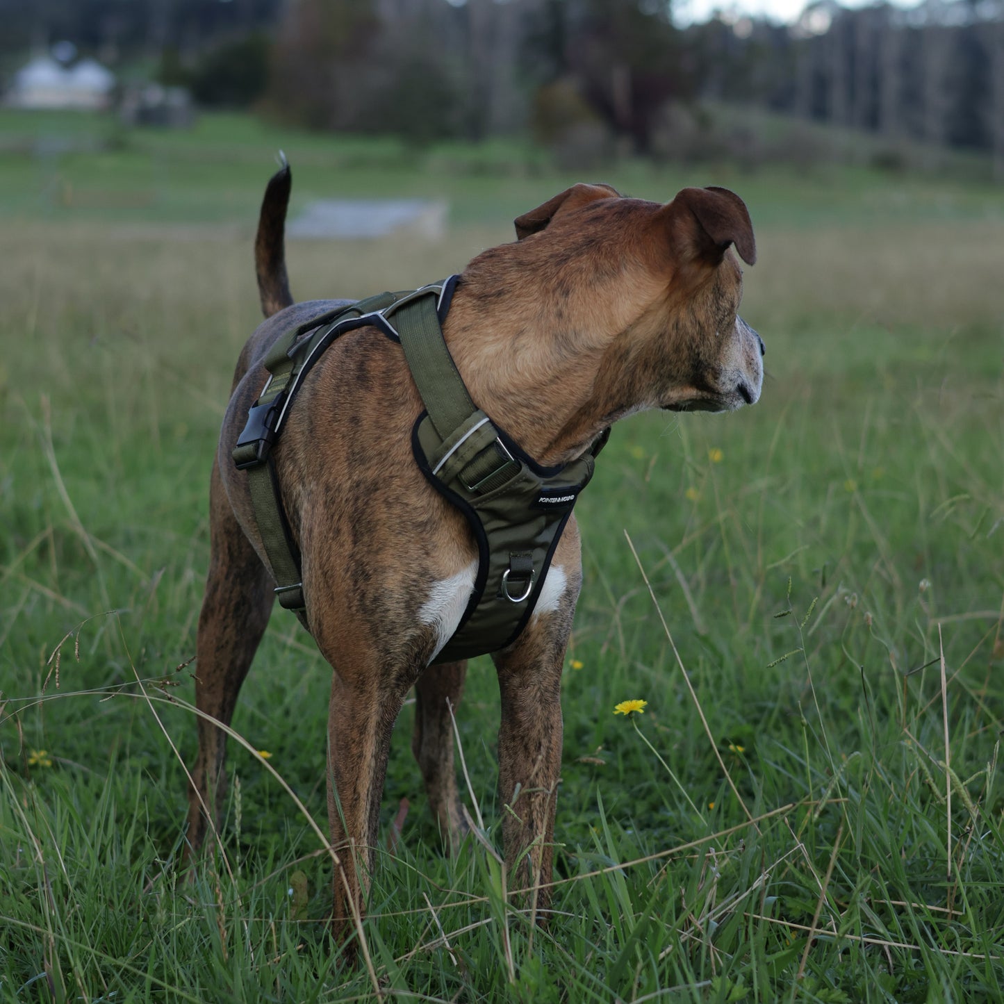 Tactical Harness 2.0 - Army Green