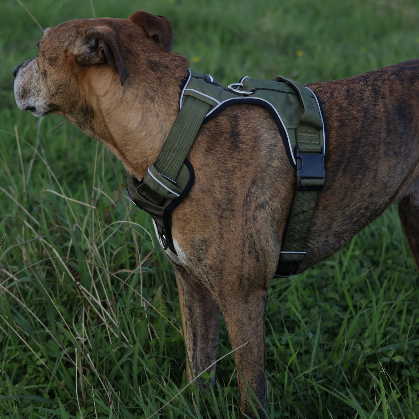 Tactical Harness 2.0 - Army Green