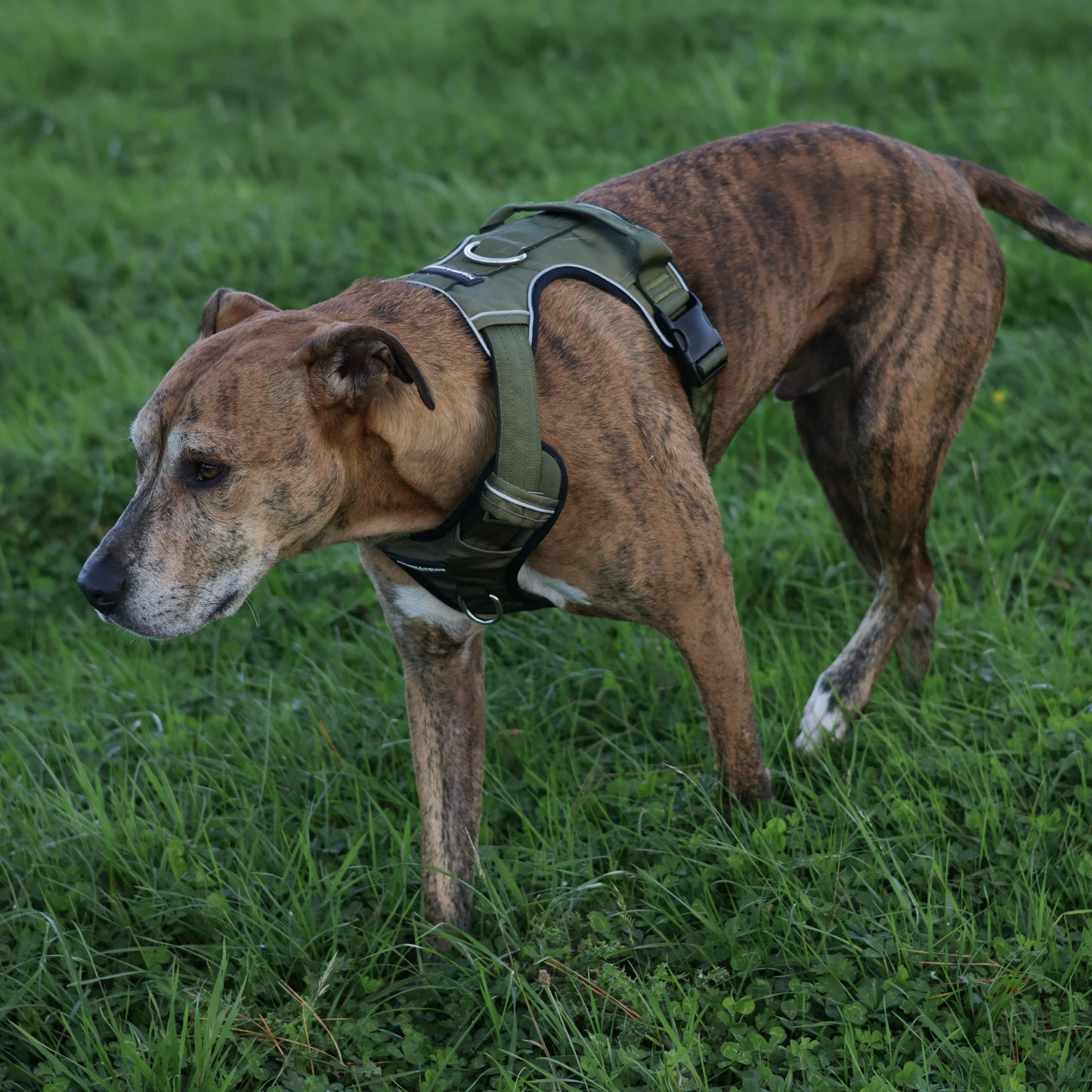 Tactical Harness 2.0 - Army Green