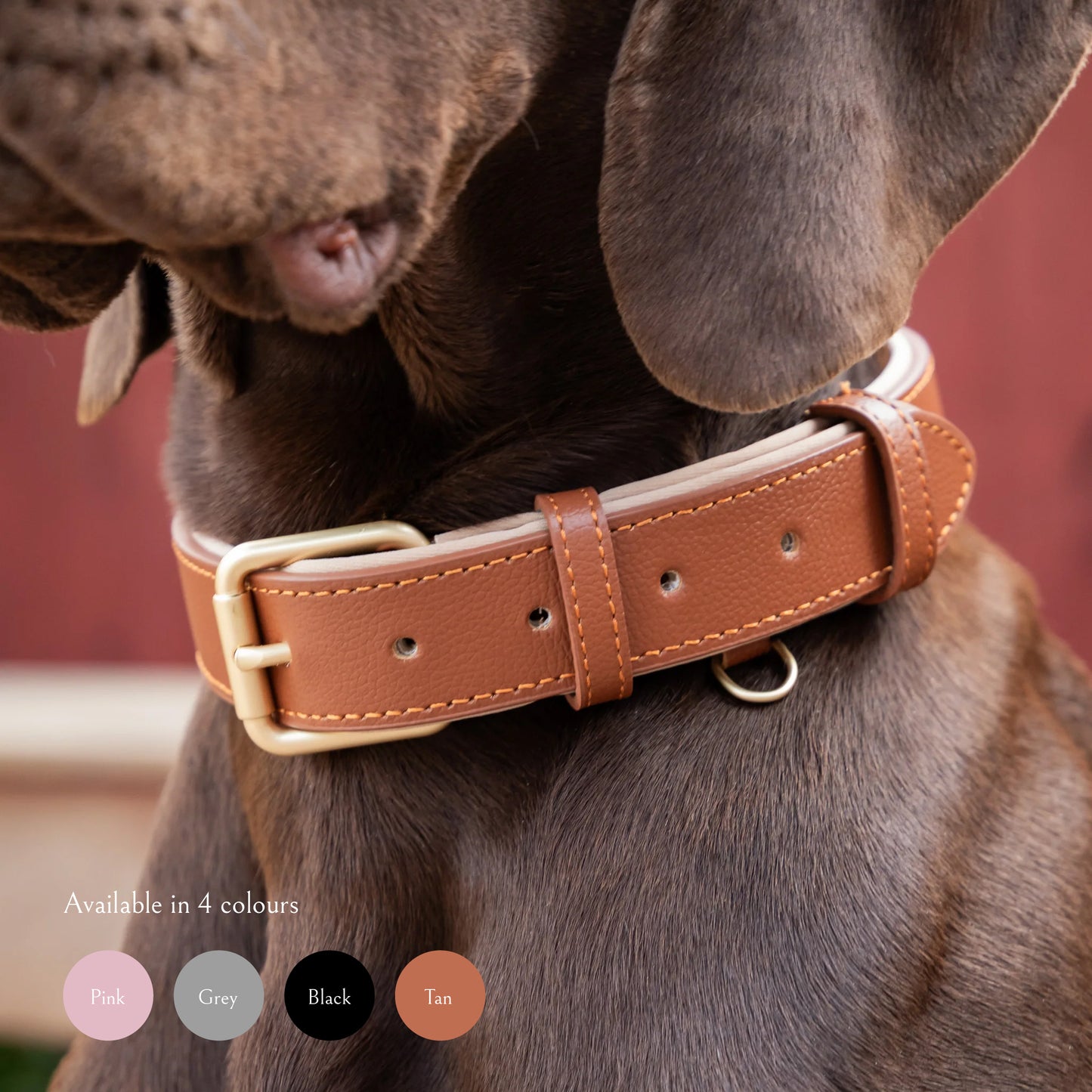 Padded Leather Collars