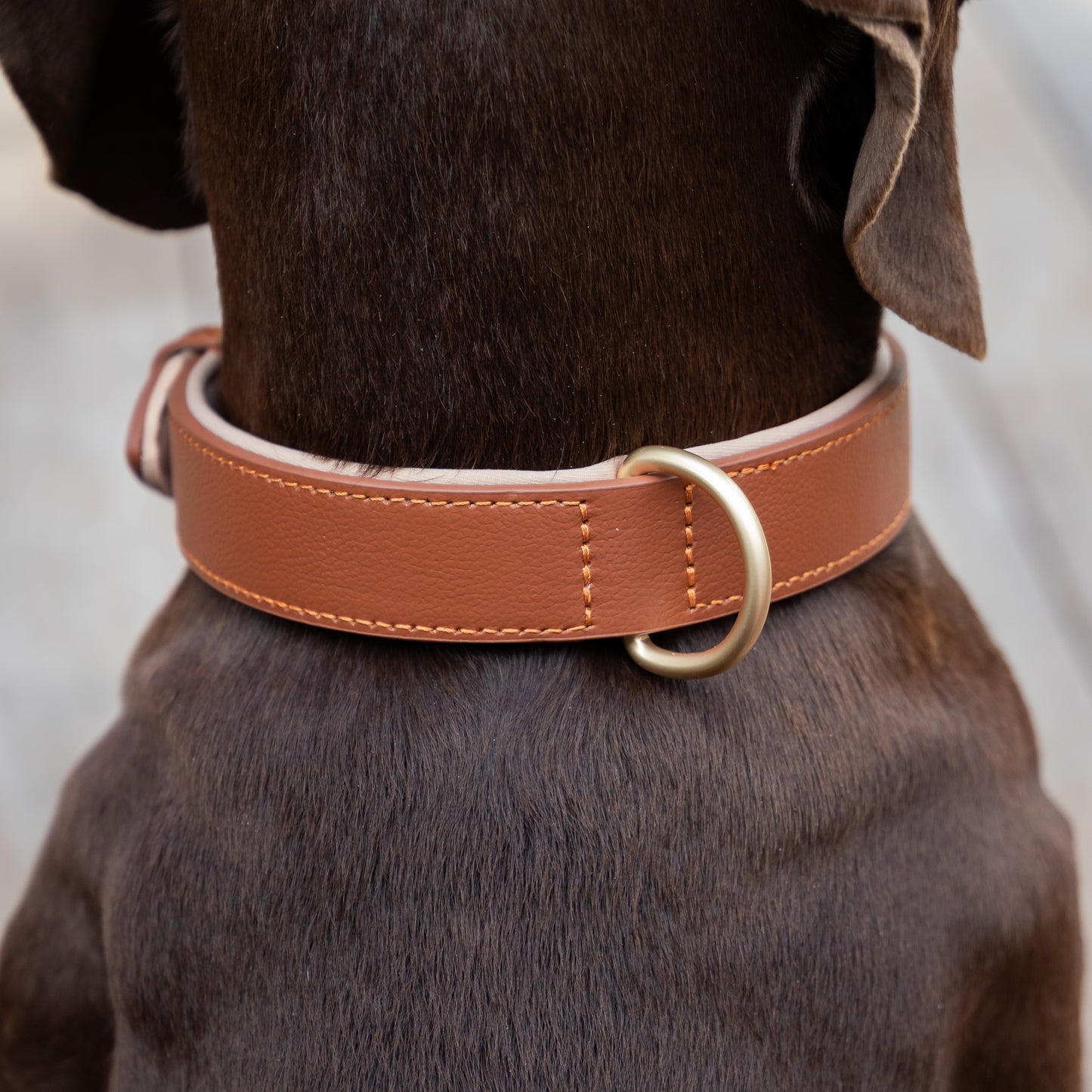 Padded Leather Collars