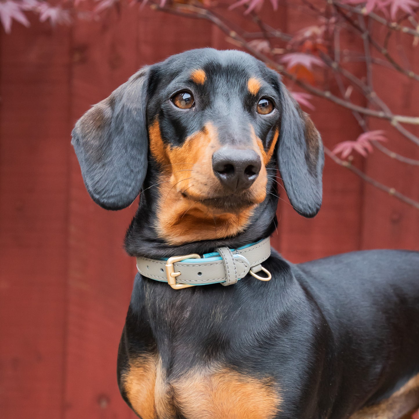 Padded Leather Collars