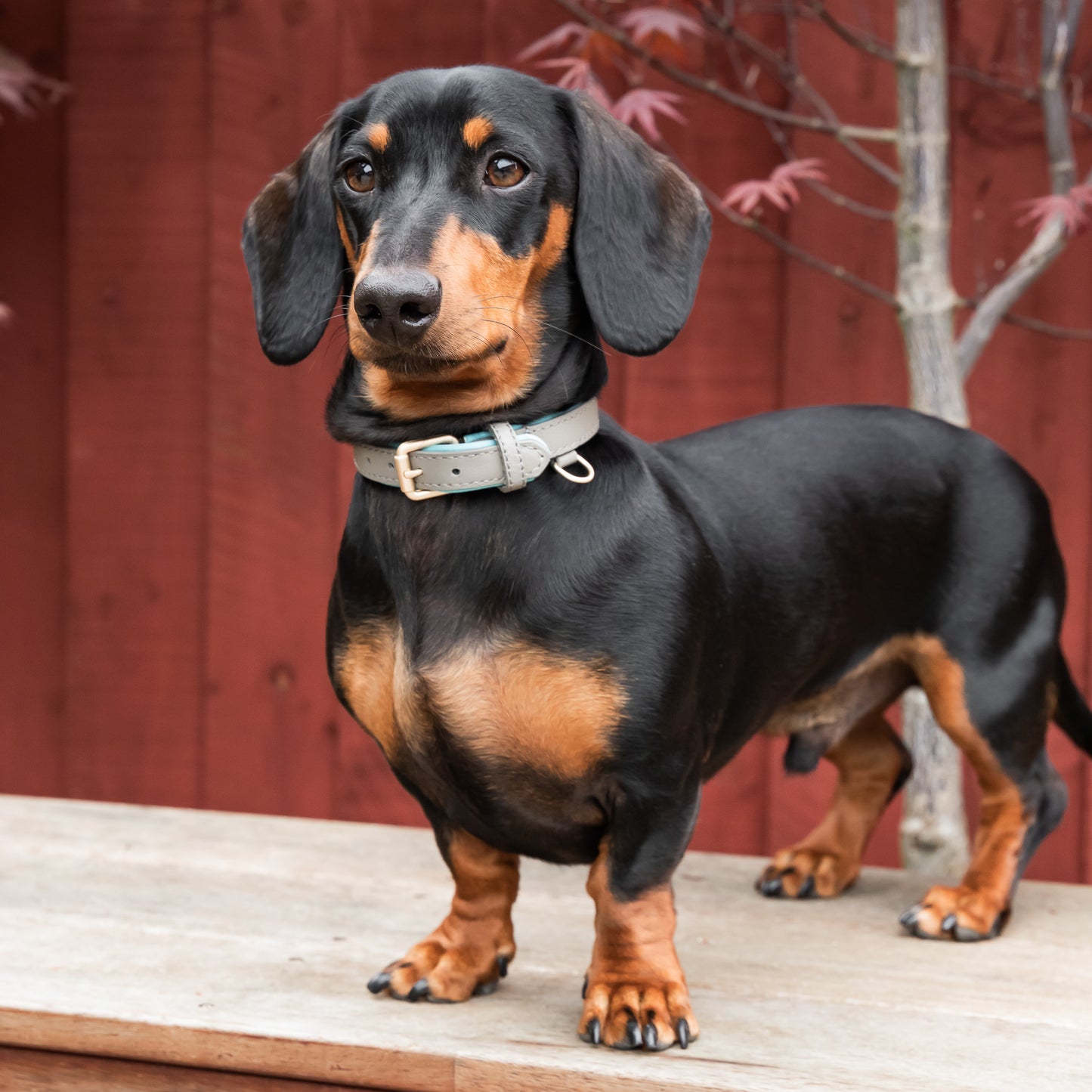 Padded Leather Collars