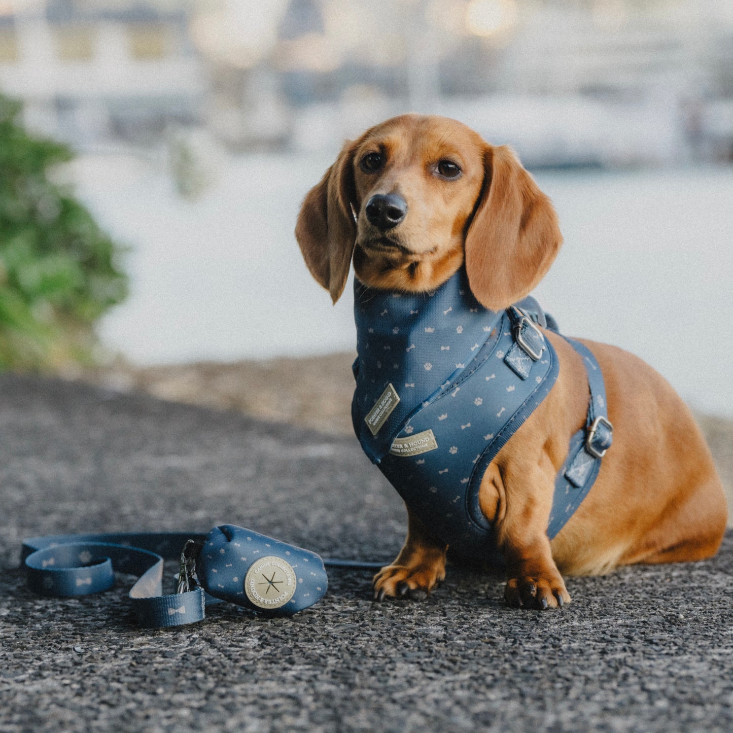 Classic Harness - Toby Print