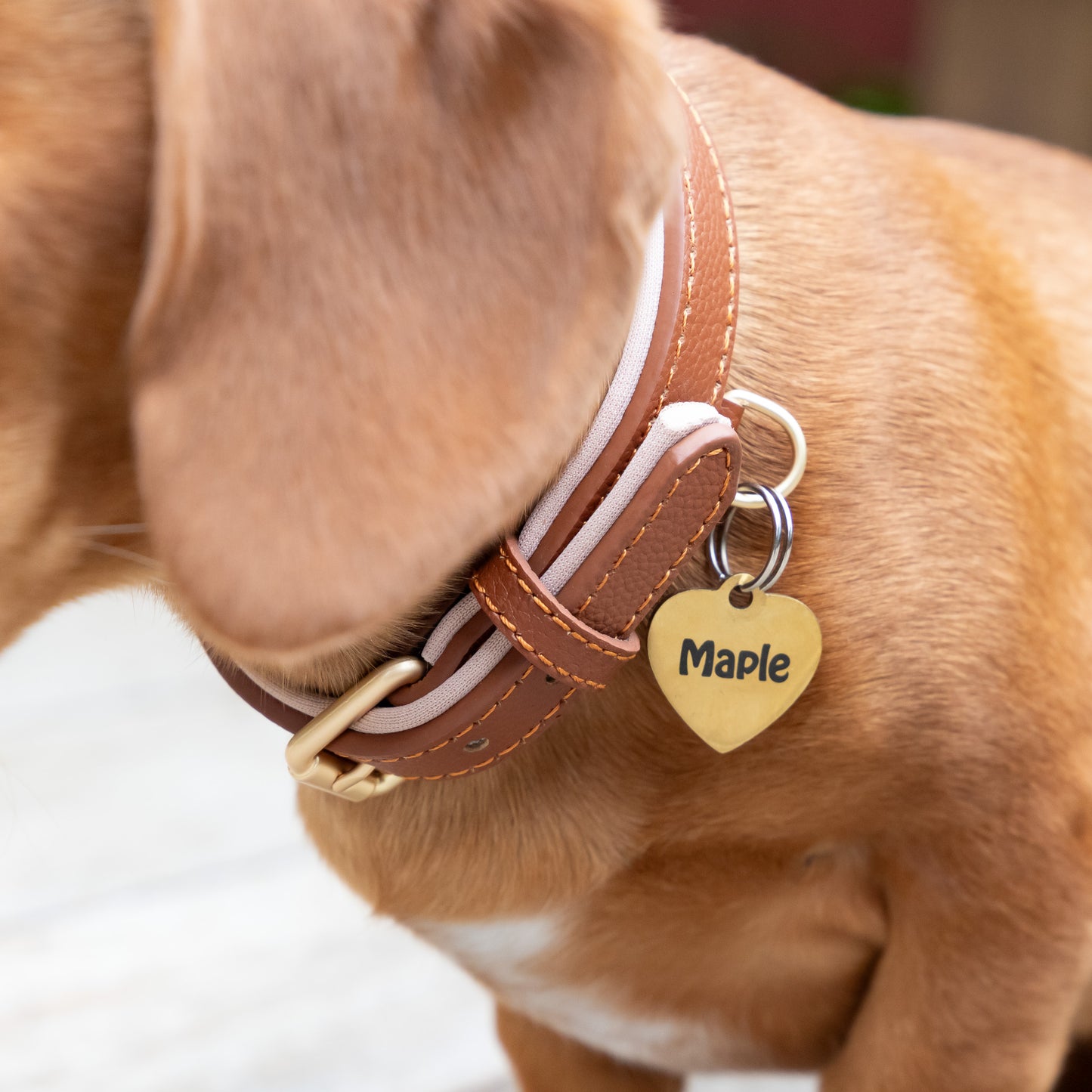 Padded Leather Collars