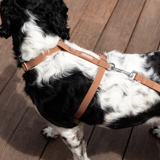 Waterproof H Strap Harness - Brown