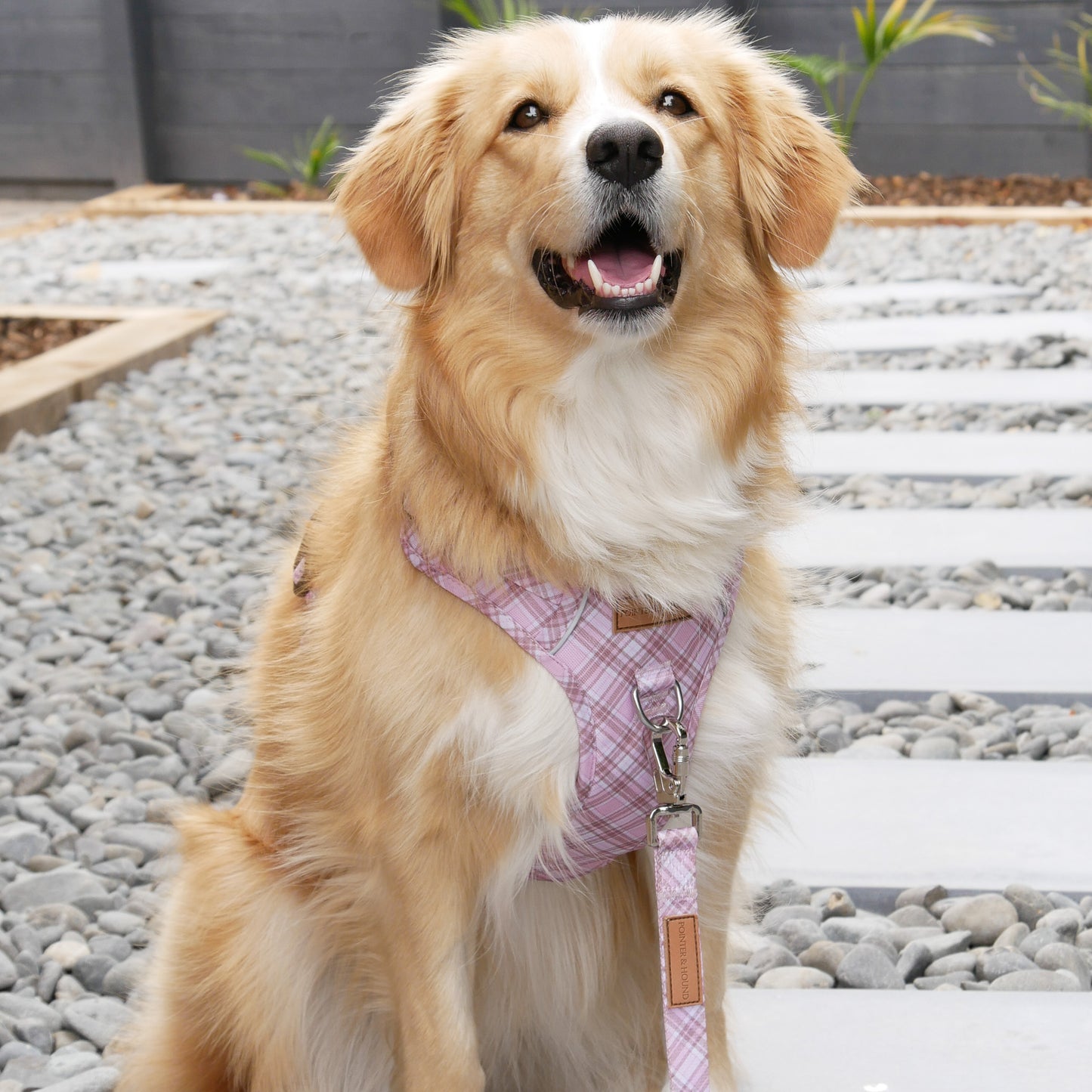Signature Harness - Pink Tartan