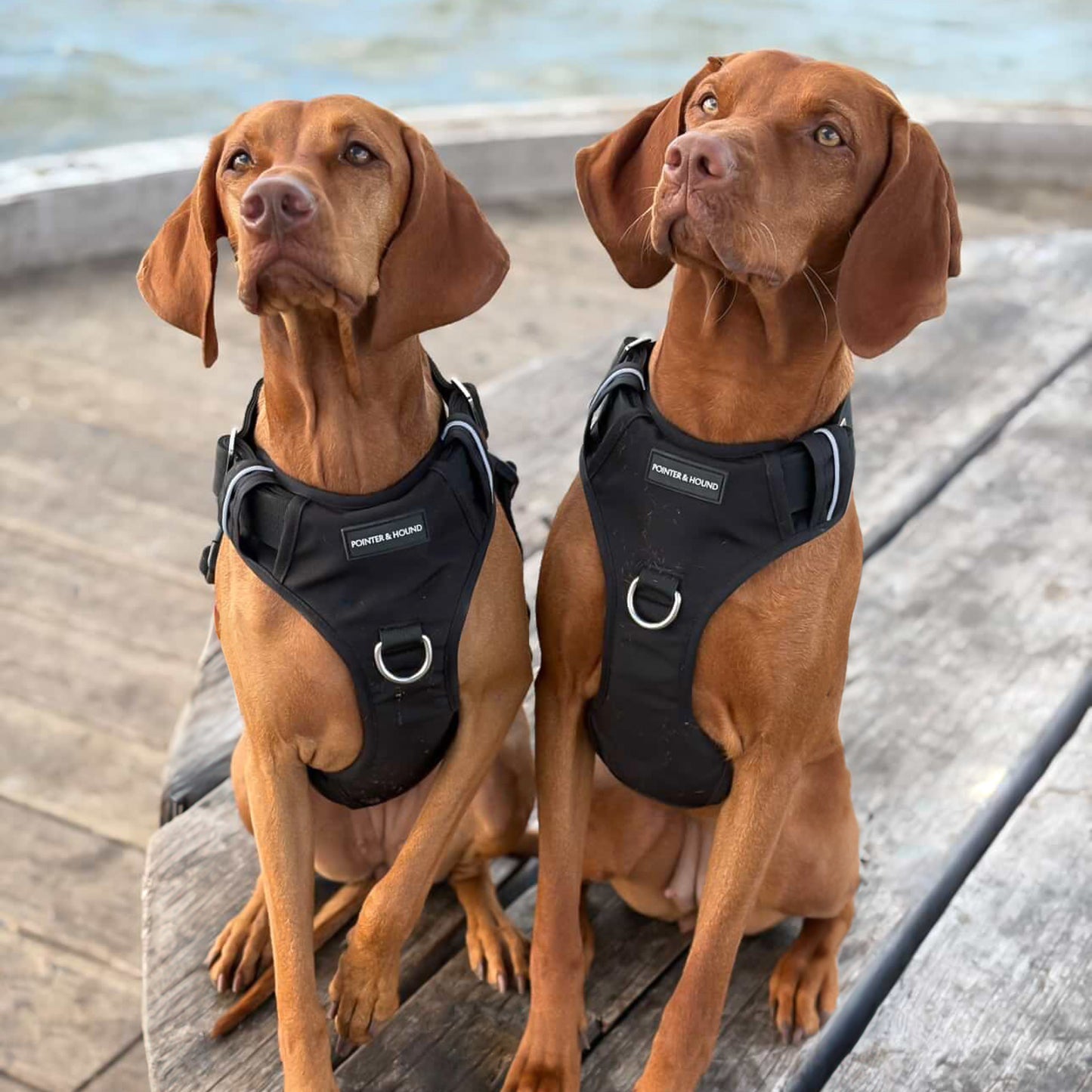 Tactical Harness 2.0 - Black