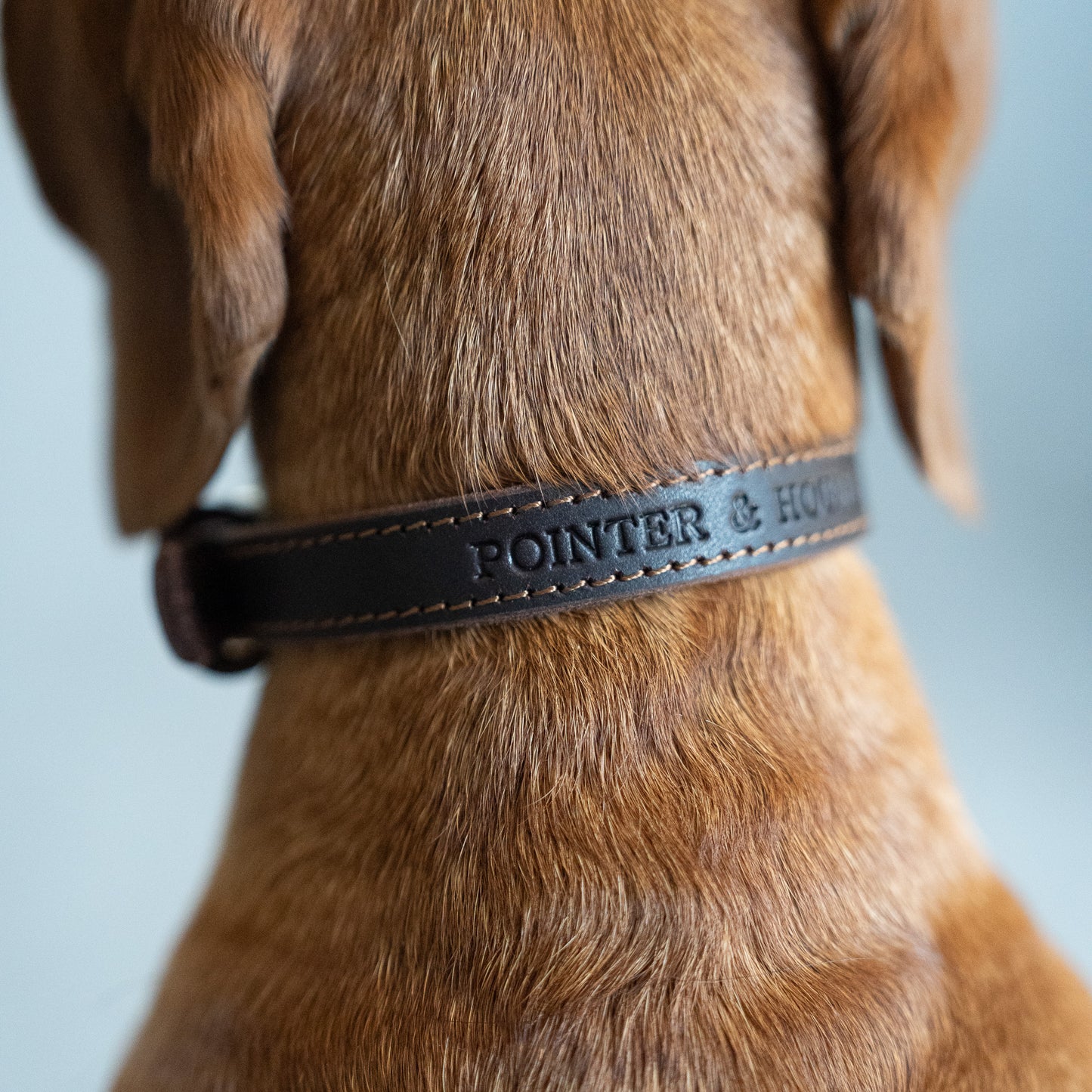 Classic Leather Collar