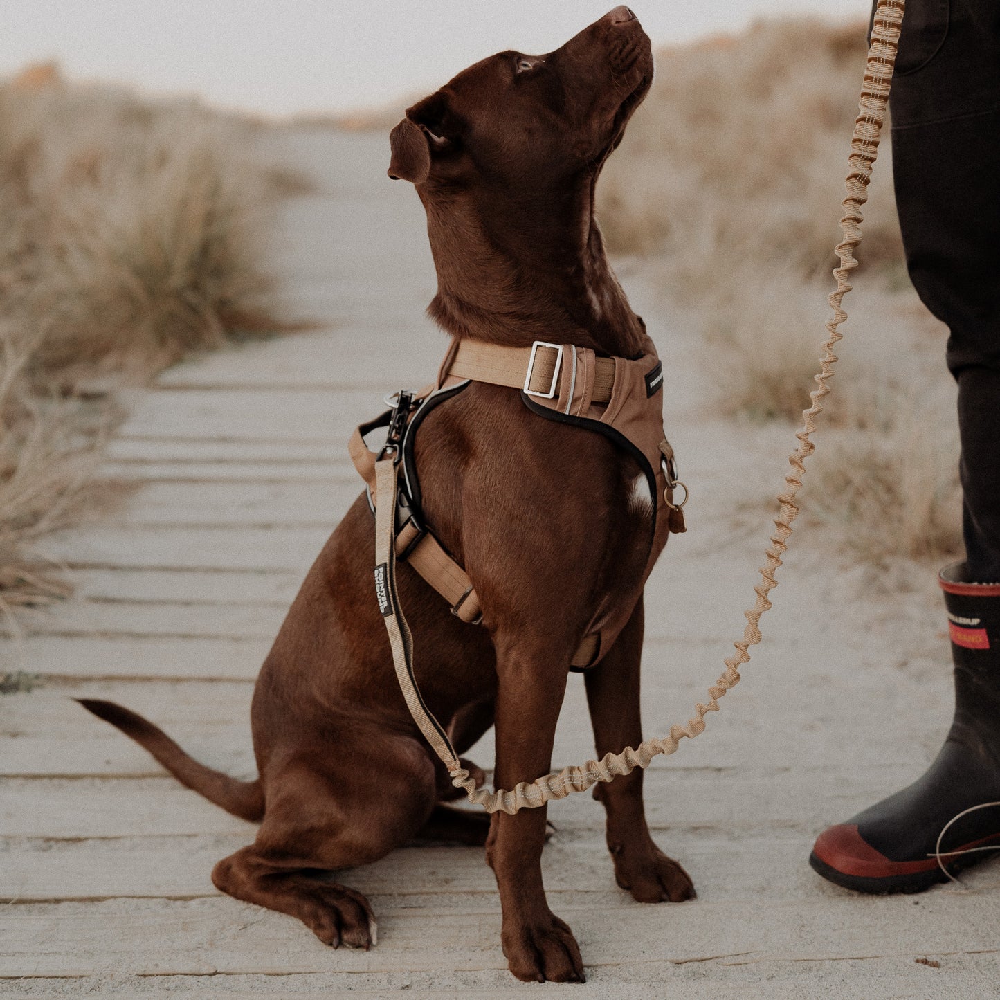 Tactical Harness - Tan