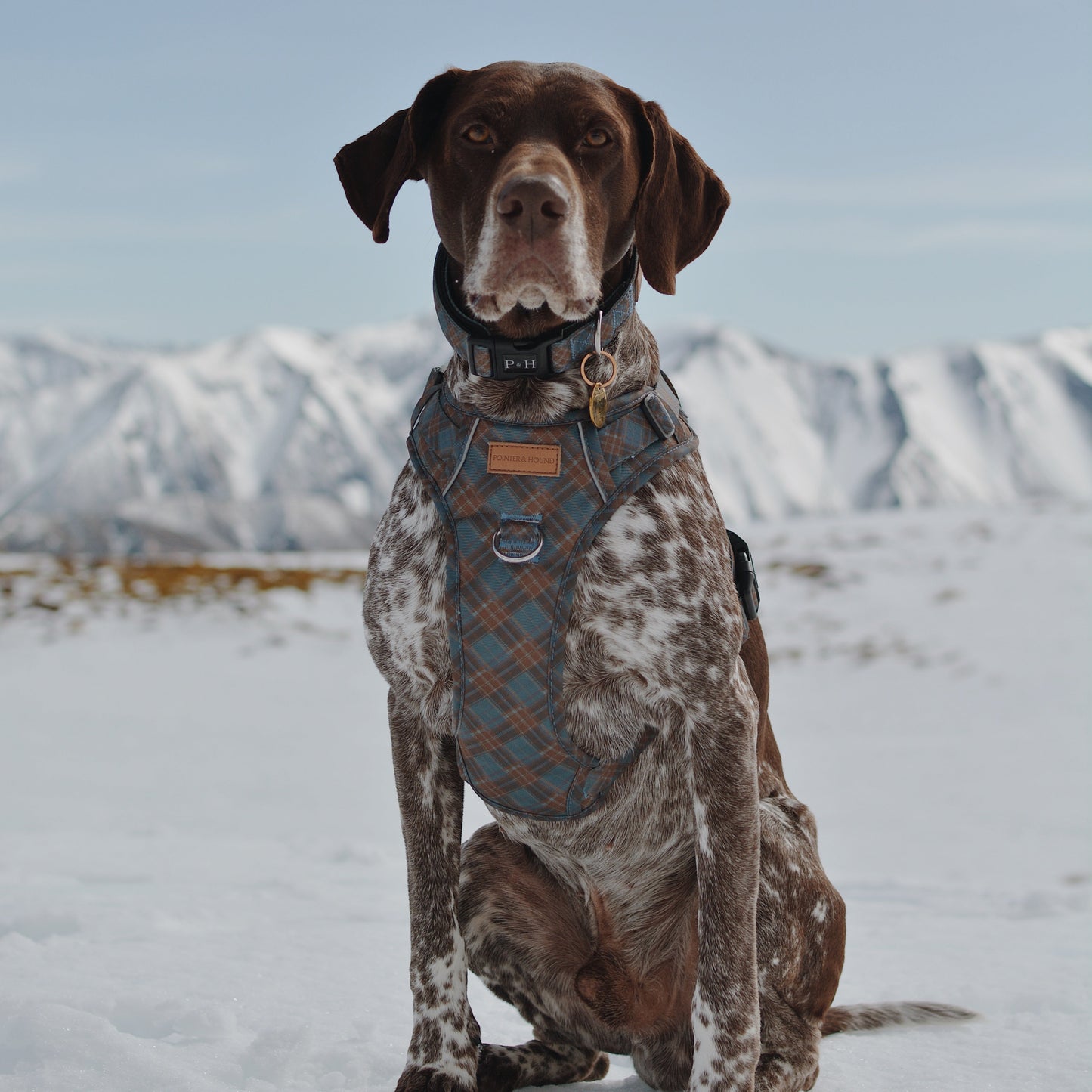 Signature Harness - Blue Tartan