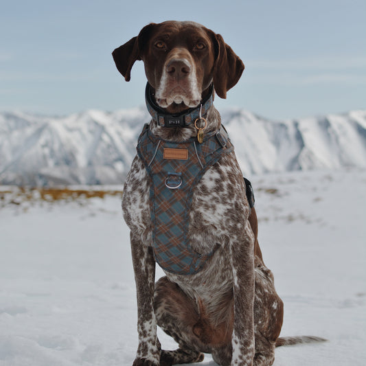 Signature Harness - Blue Tartan
