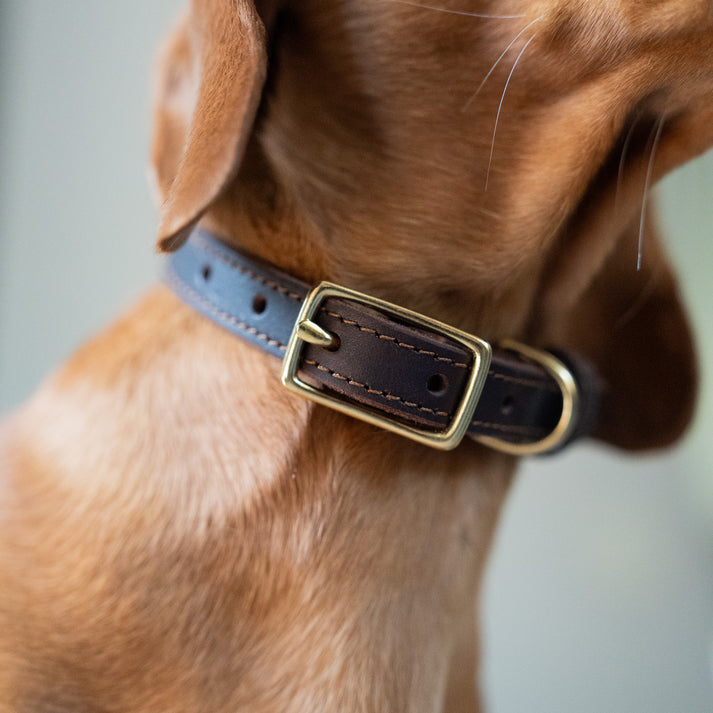 Classic Leather Collar – Pointer & Hound