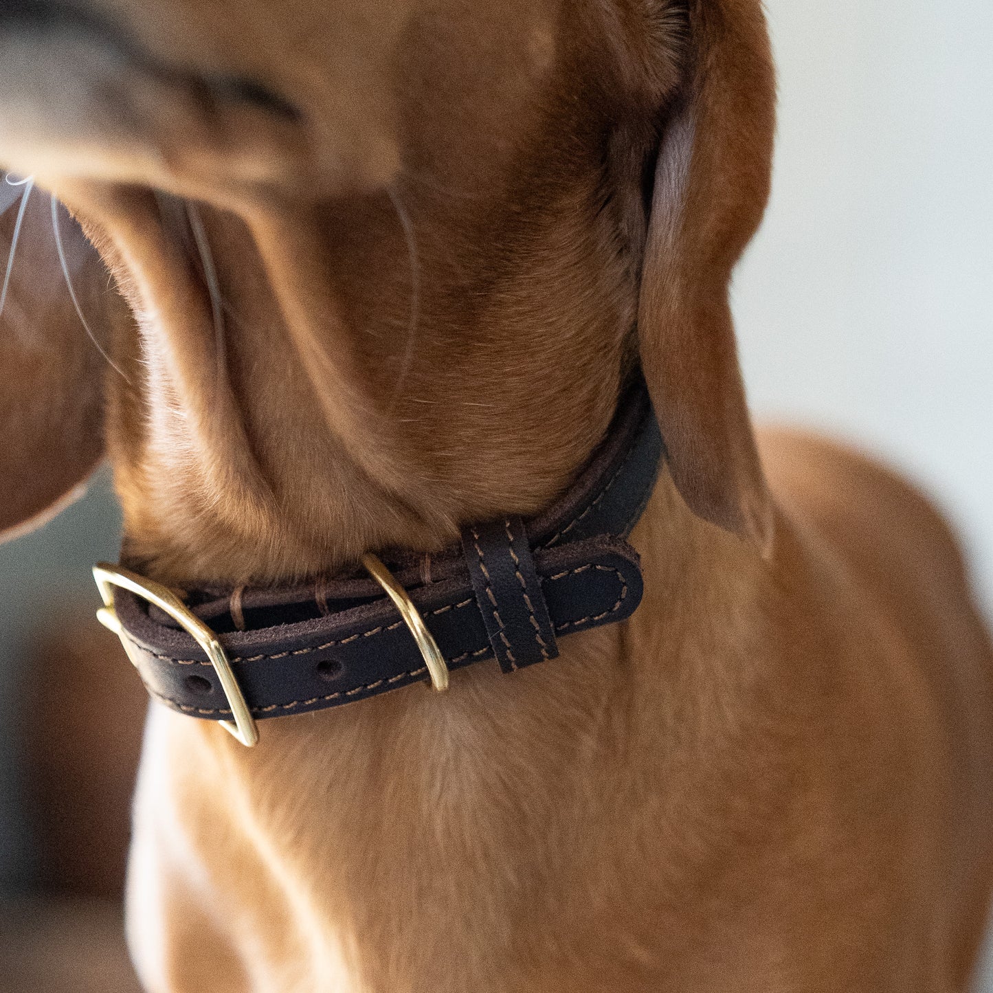 Classic Leather Collar