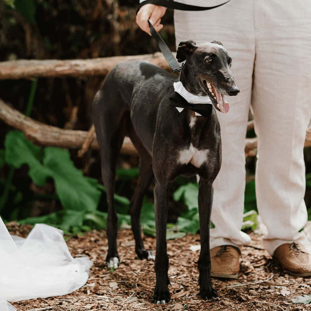 Wedding Set - Black Bow Tie
