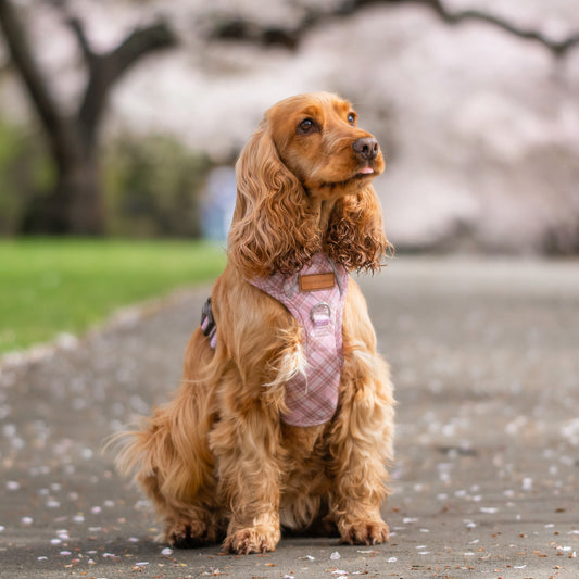 Signature Harness - Pink Tartan